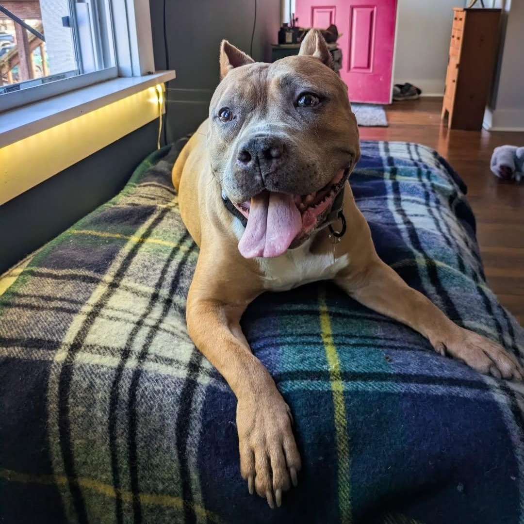 Enlarge Kitty, an adopted mixed breed in Detroit, MI image 6/6