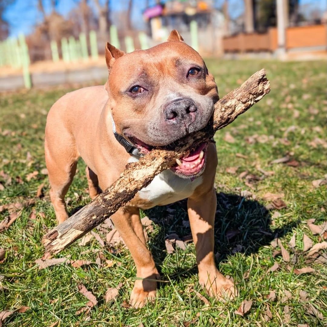 Enlarge Kitty, an adopted mixed breed in Detroit, MI image 3/6