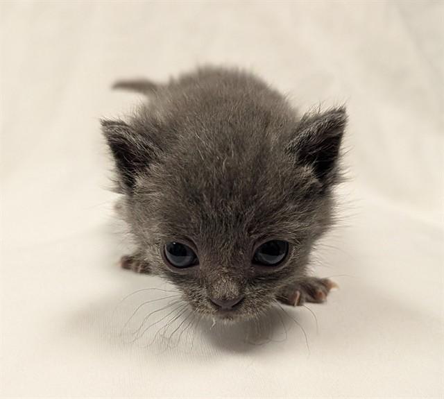 TORO - IN FOSTER, Adoptable, Kitten Male Domestic Short Hair.