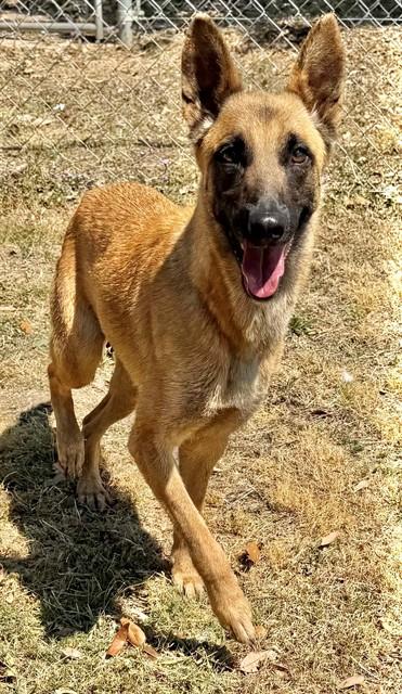 ROSALINA, Adoptable, Adult Female German Shepherd Dog & Mixed Breed.