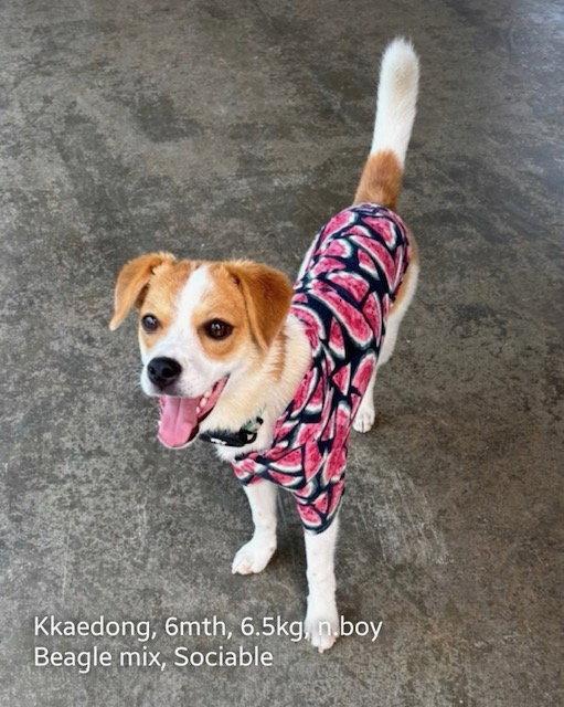 KKAEDONG, Adoptable, Puppy Male Beagle.