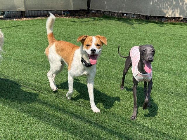 Enlarge KKAEDONG, a Adoptable Beagle in Agoura Hills, CA image 2/2