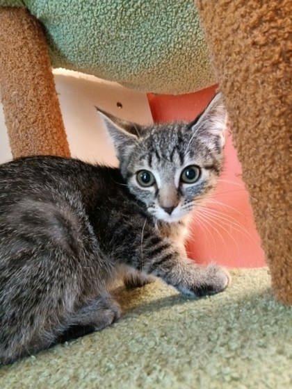 Enlarge Frieren, a Adoptable mixed breed in Scottsbluff, NE image 1/3
