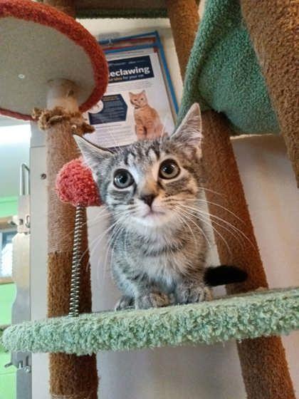 Enlarge Frieren, a Adoptable mixed breed in Scottsbluff, NE image 3/3