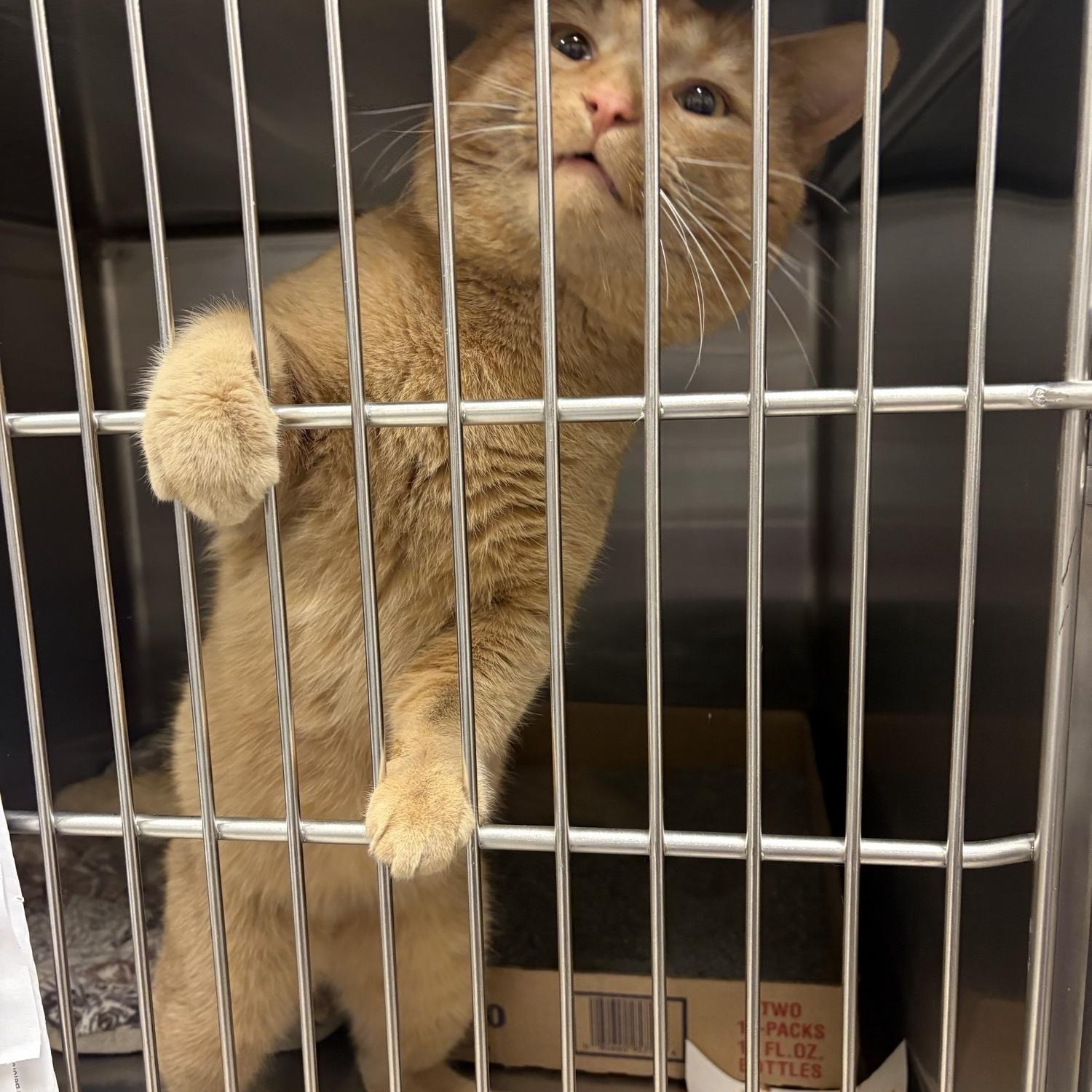 Paddington, adopted, Adult Male Domestic Short Hair.