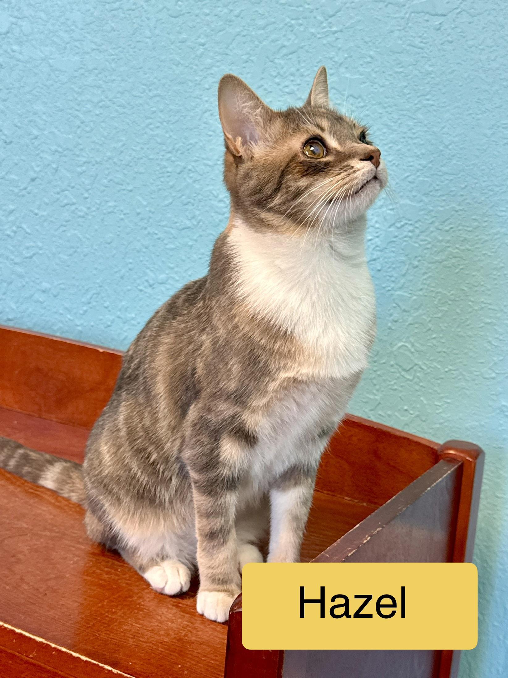 Hazel - Female - Young, Adoptable, Young Female Domestic Short Hair.