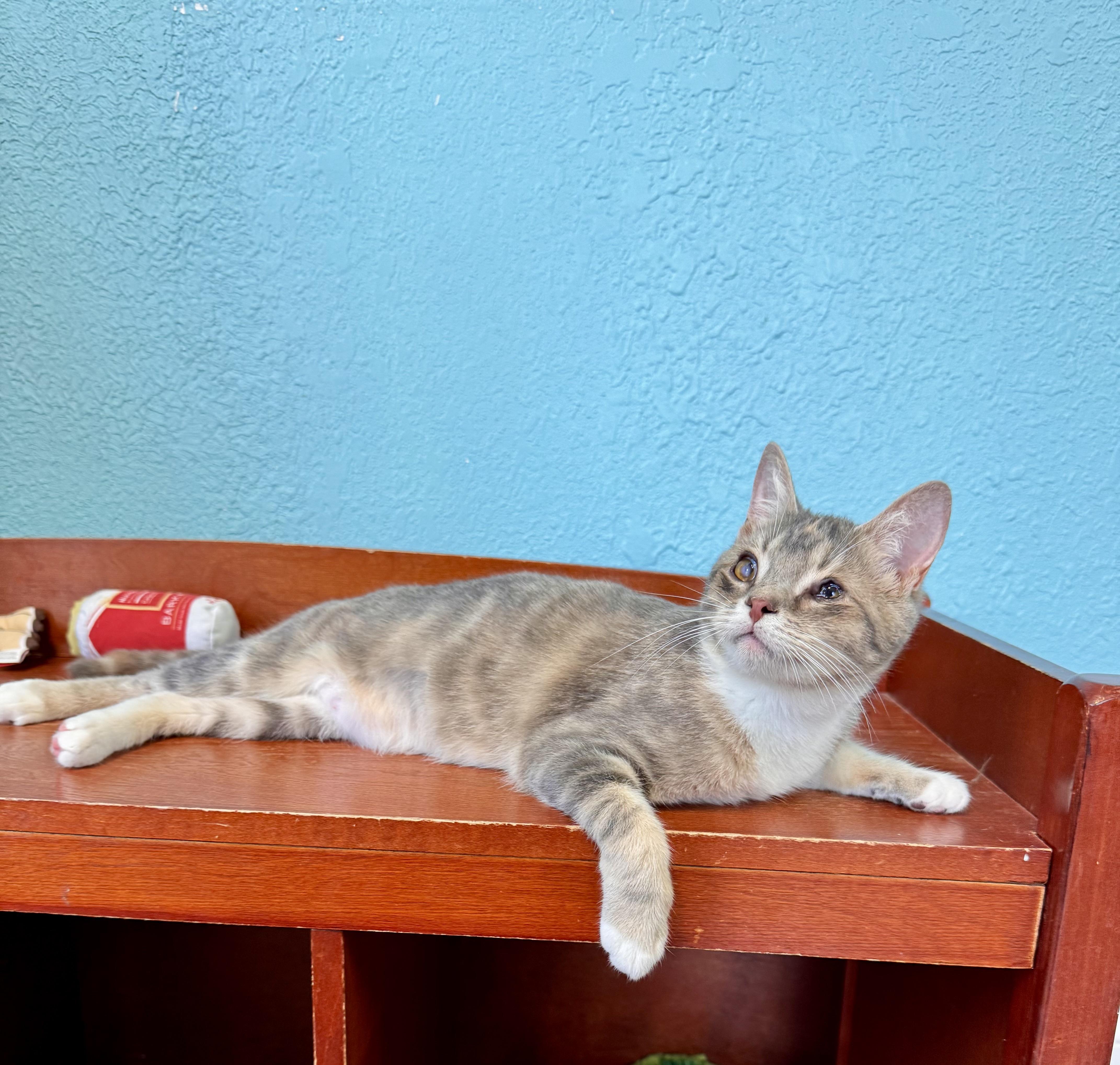 Enlarge Hazel - Female - Young, a Adoptable Domestic Short Hair in Monroe, NC image 2/5