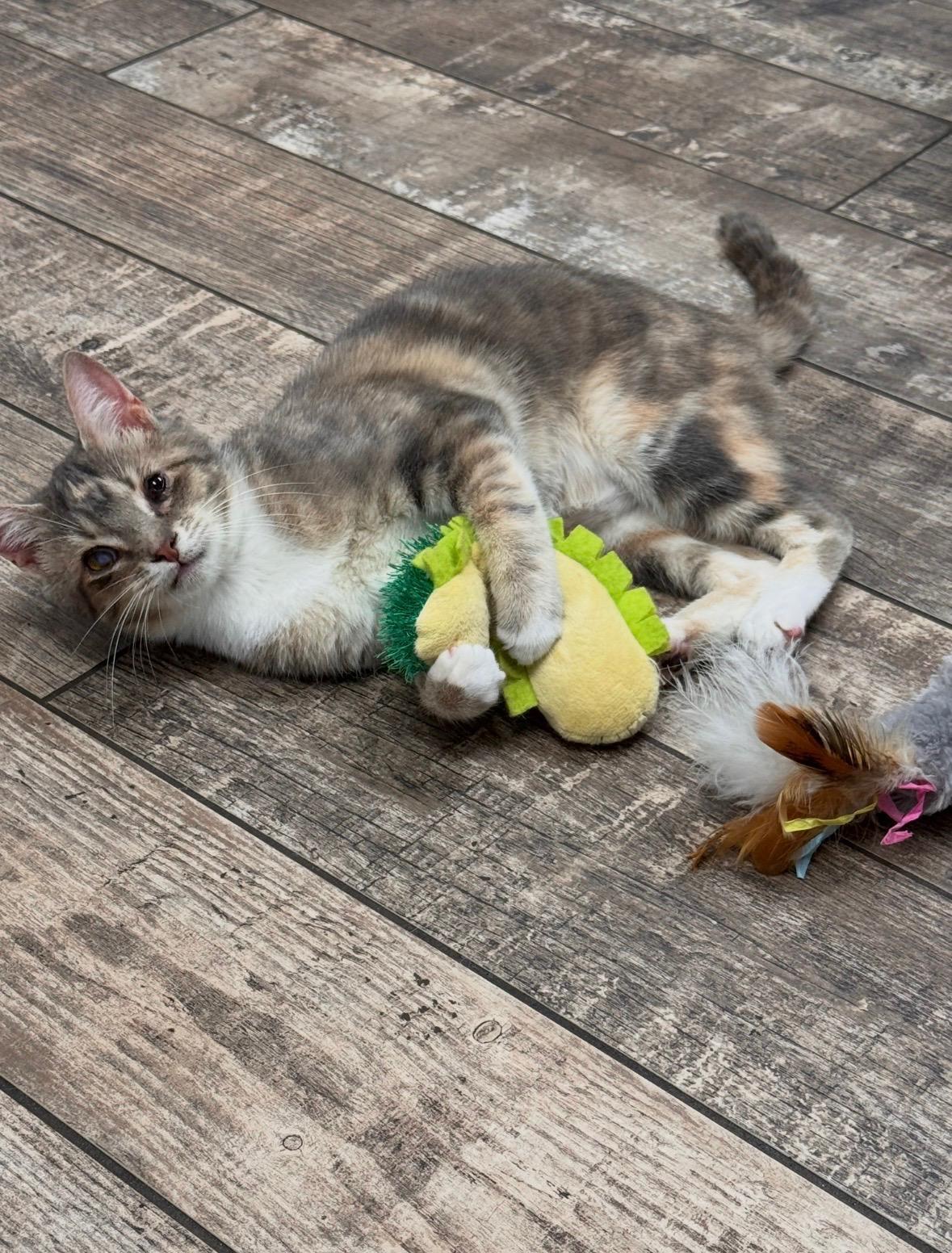 Enlarge Hazel - Female - Young, a Adoptable Domestic Short Hair in Monroe, NC image 3/5
