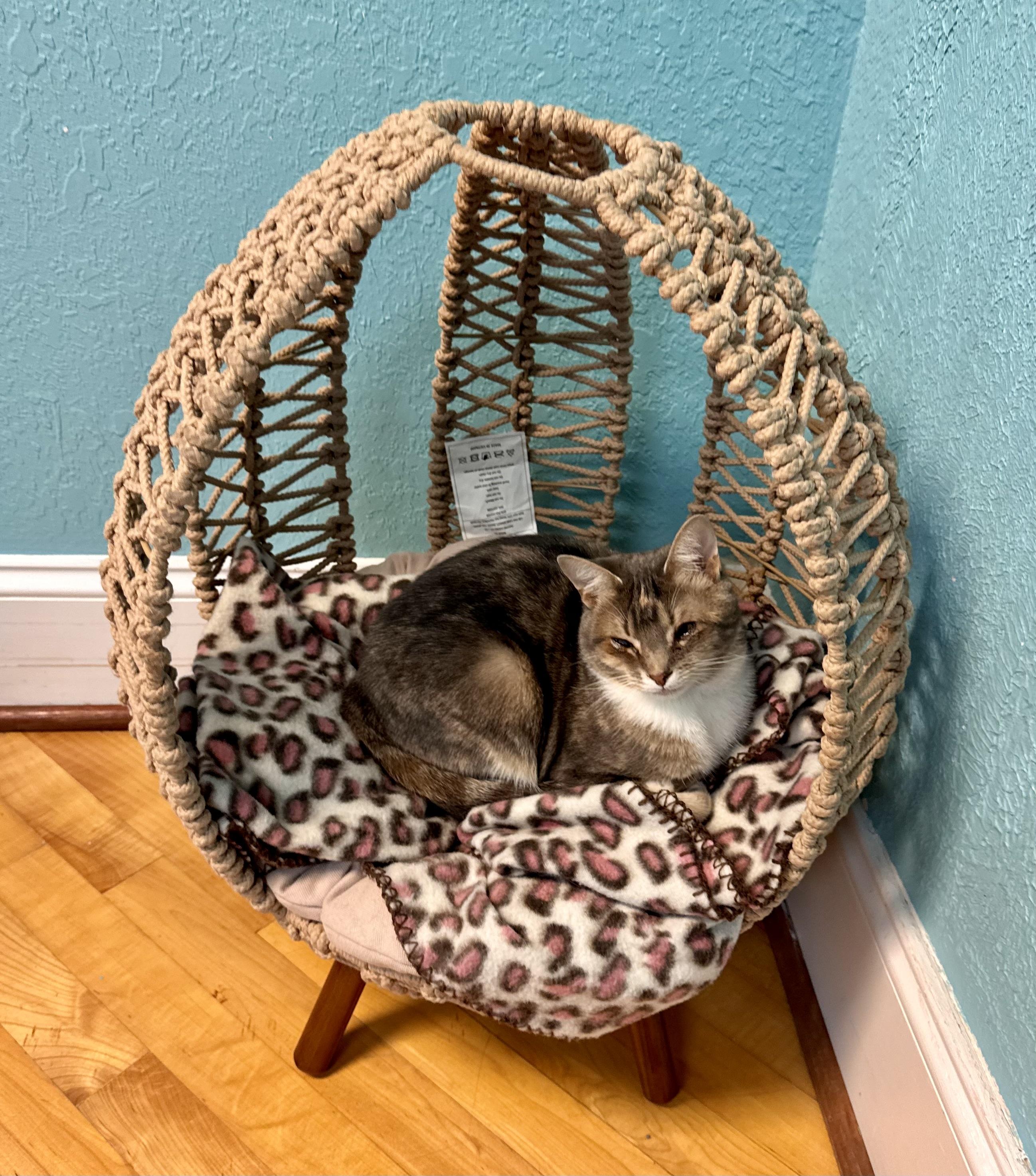 Enlarge Hazel - Female - Young, a Adoptable Domestic Short Hair in Monroe, NC image 4/5