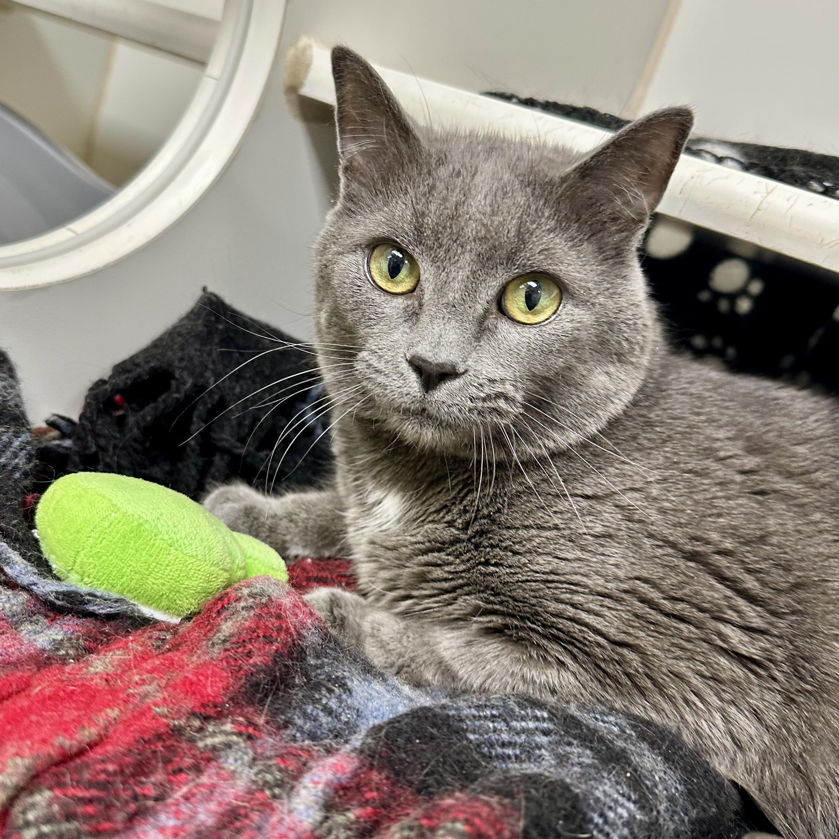 Enlarge Spunky, a ADOPTABLE Domestic Short Hair in Reisterstown, MD image 2/2