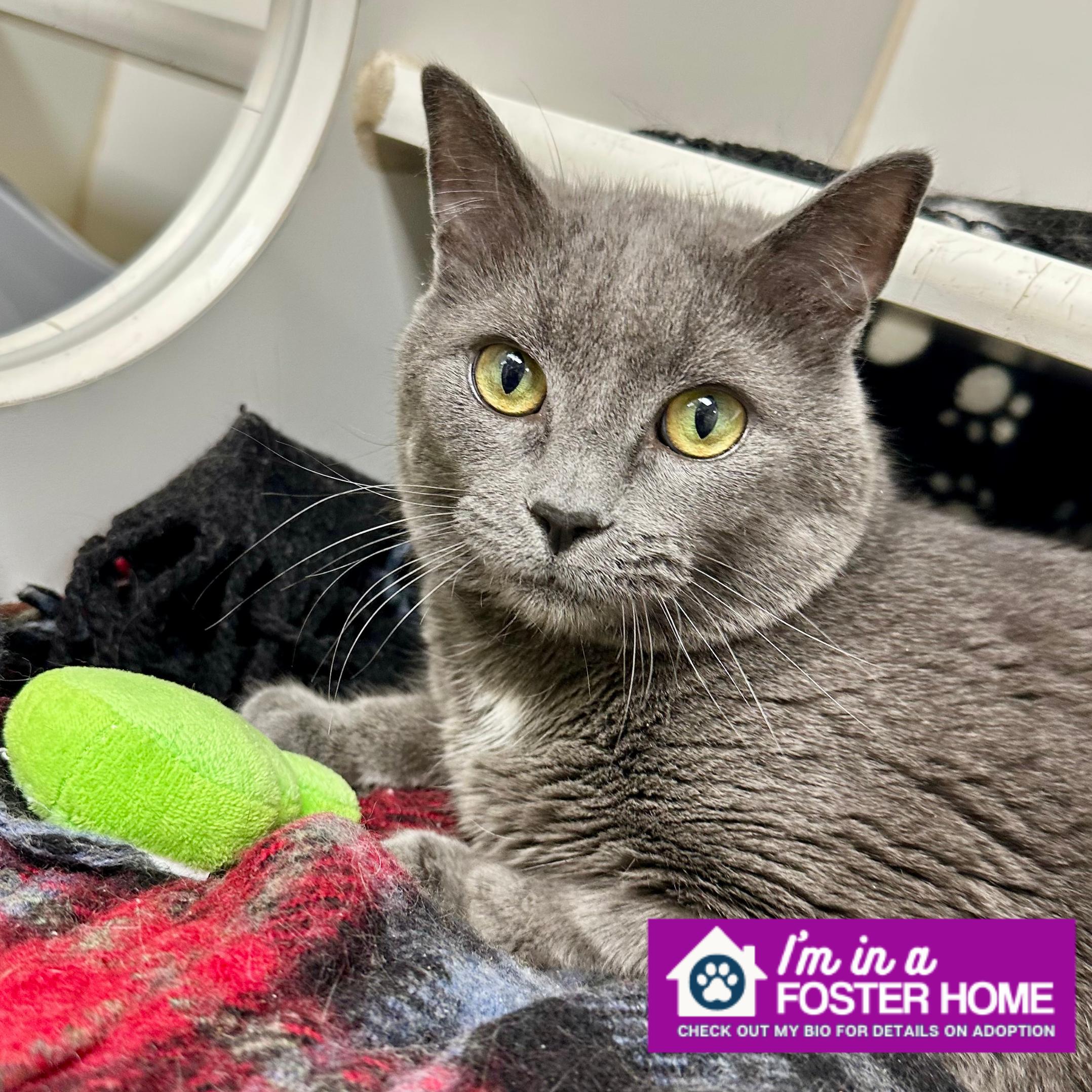 Enlarge Spunky, a ADOPTABLE Domestic Short Hair in Reisterstown, MD image 1/2