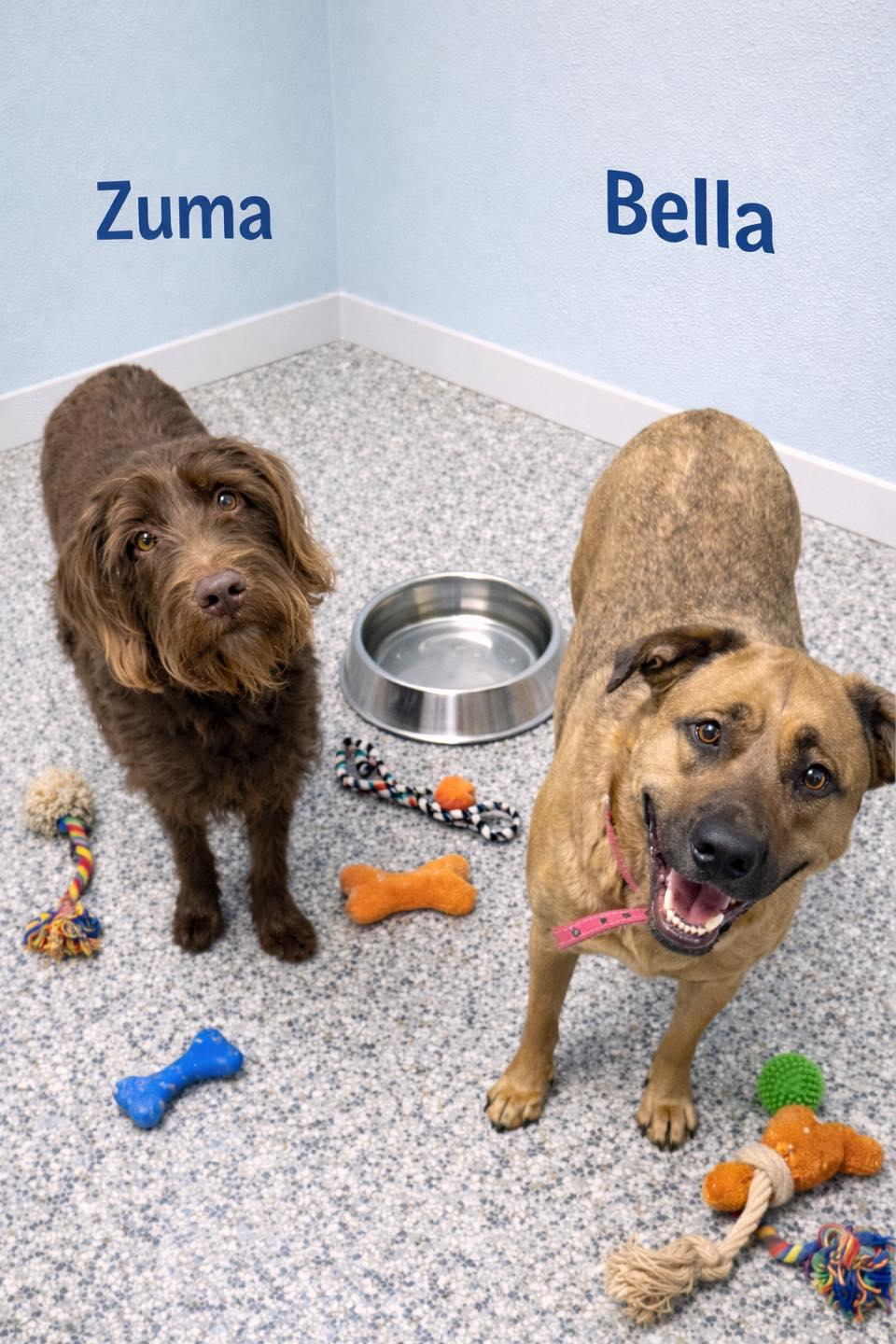 Zuma & Bella, ADOPTABLE, Young Male Labradoodle & Shepherd.