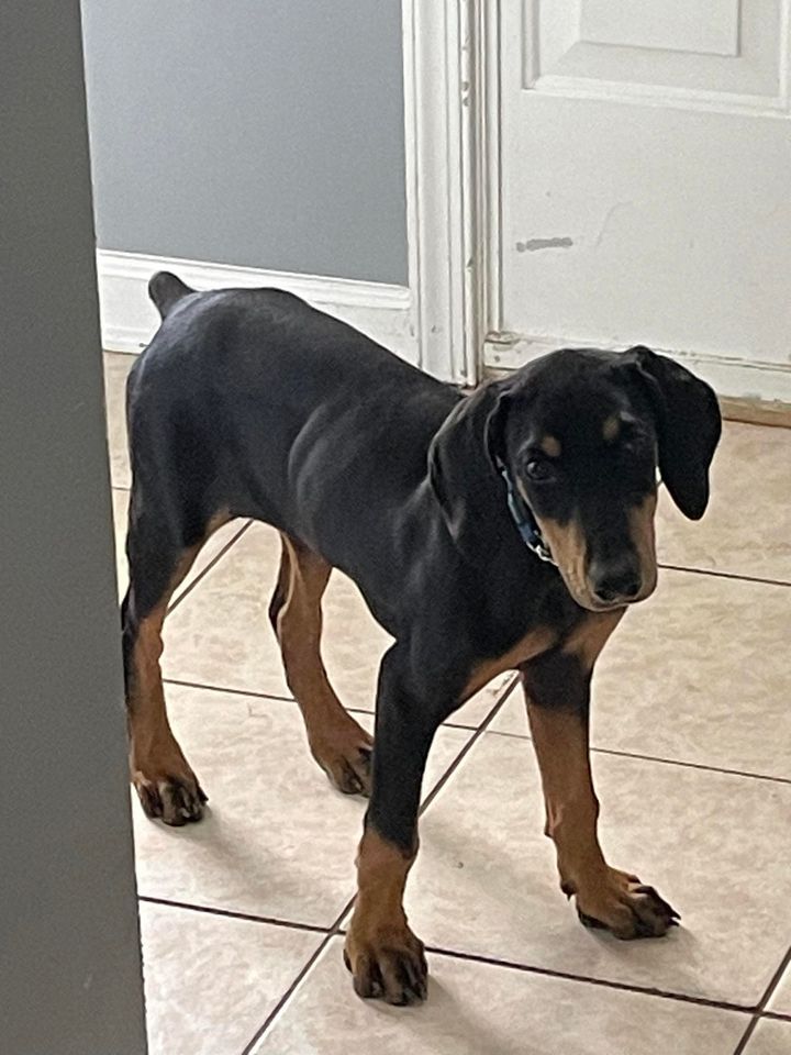 Dog for adoption Farrah, a Doberman Pinscher Mix in Old Bridge, NJ