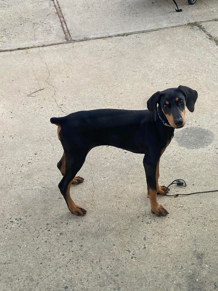 Dog for adoption Farrah, a Doberman Pinscher Mix in Old Bridge, NJ