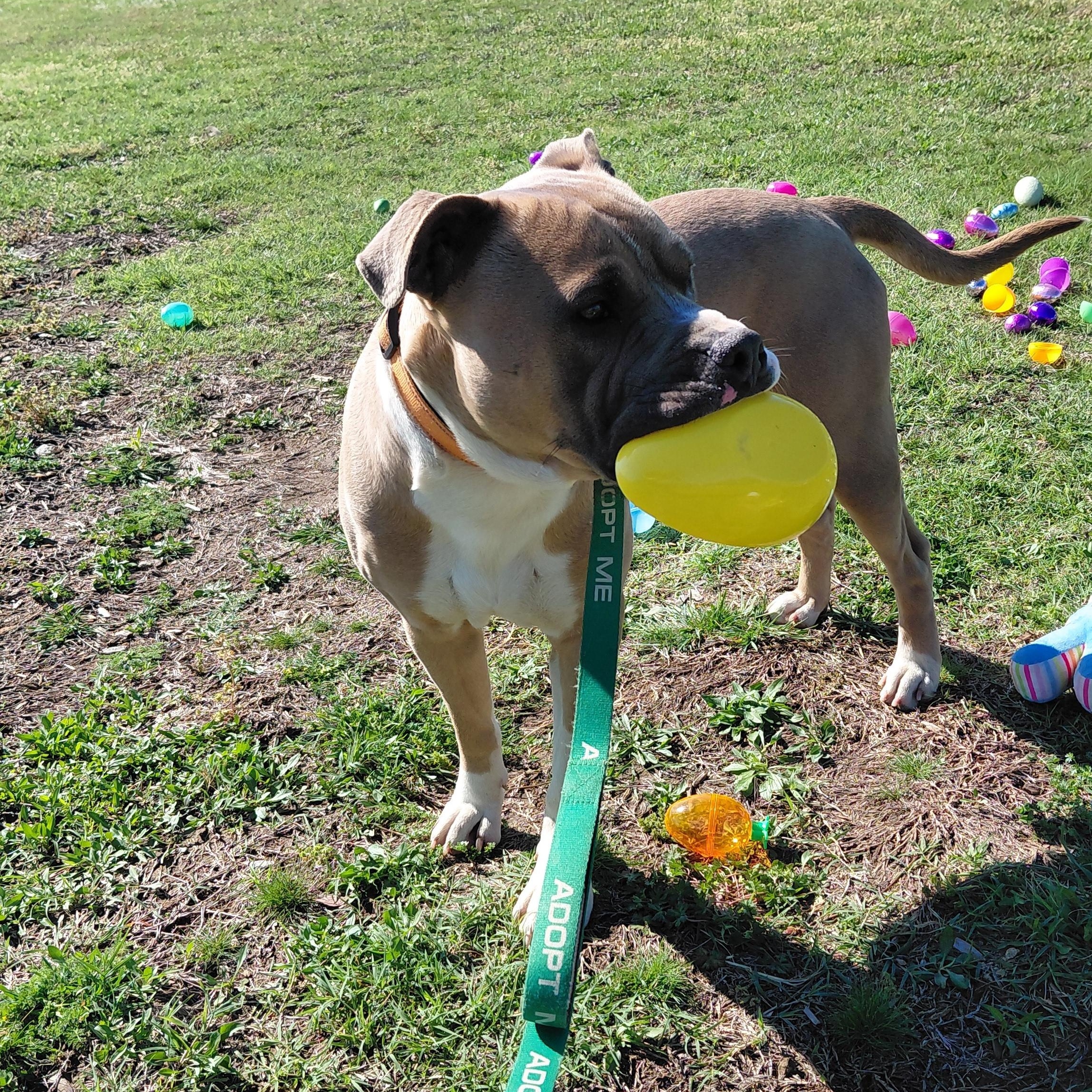 Enlarge TUG, a ADOPTABLE mixed breed in Glenpool, OK image 3/4