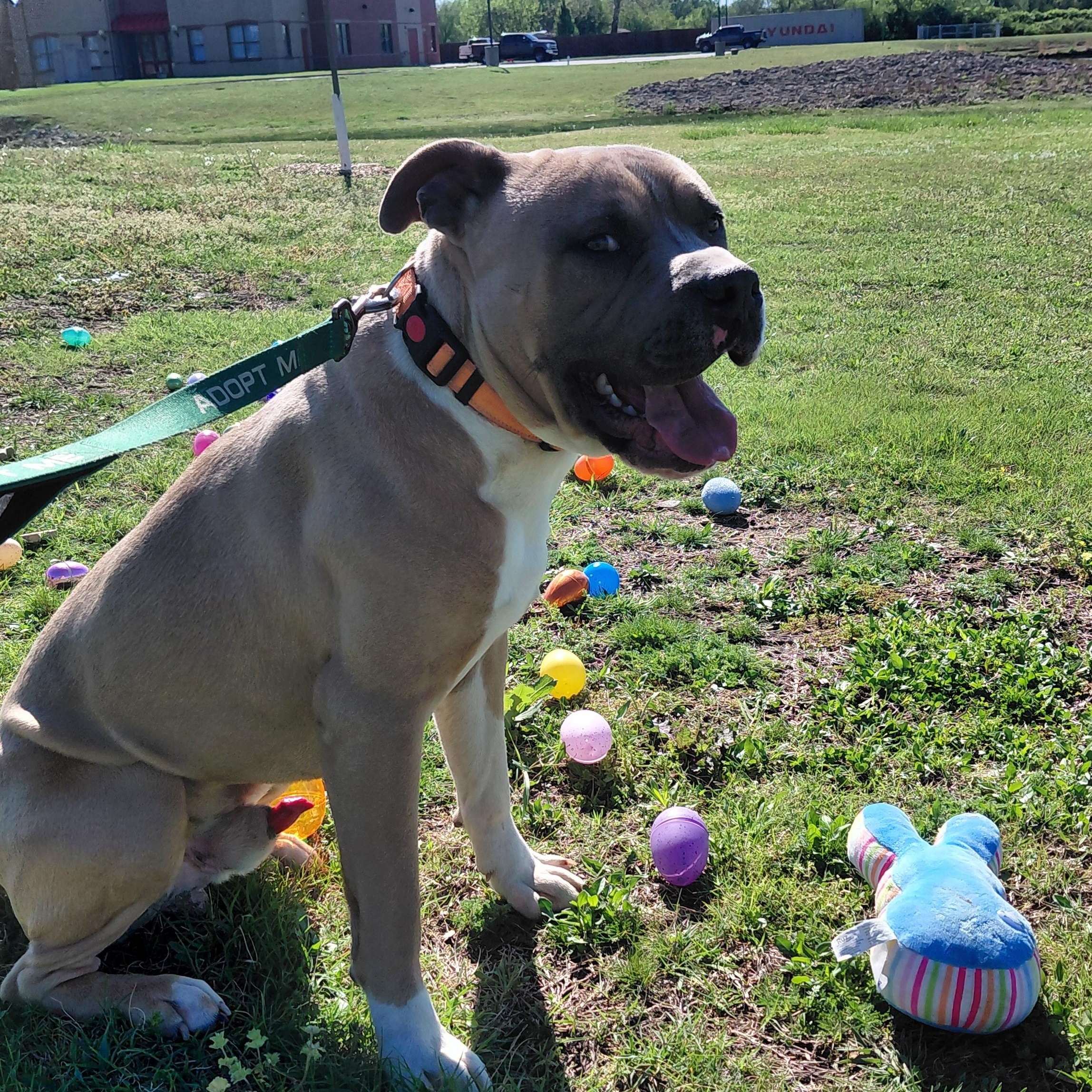 Enlarge TUG, a ADOPTABLE mixed breed in Glenpool, OK image 4/4