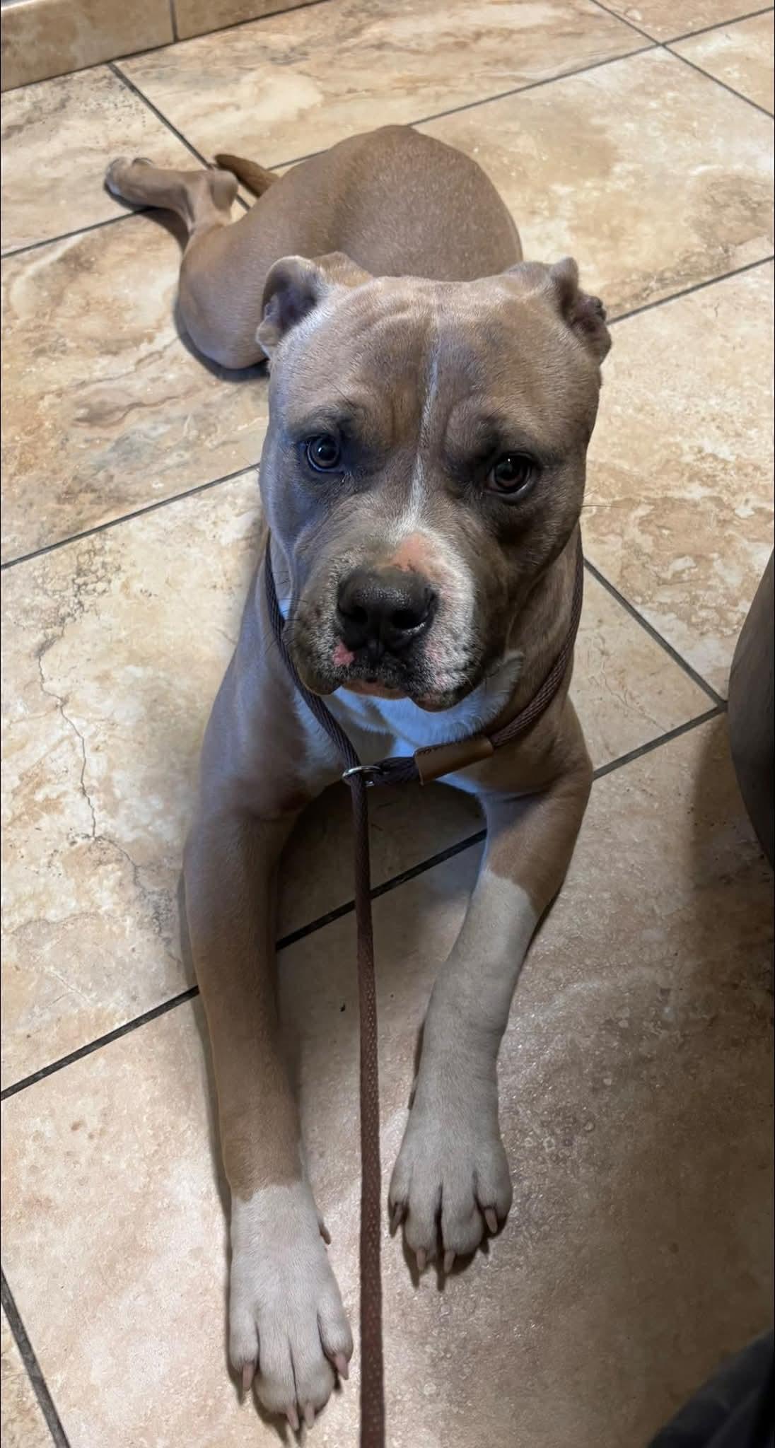 Enlarge TUG, a ADOPTABLE mixed breed in Glenpool, OK image 2/4