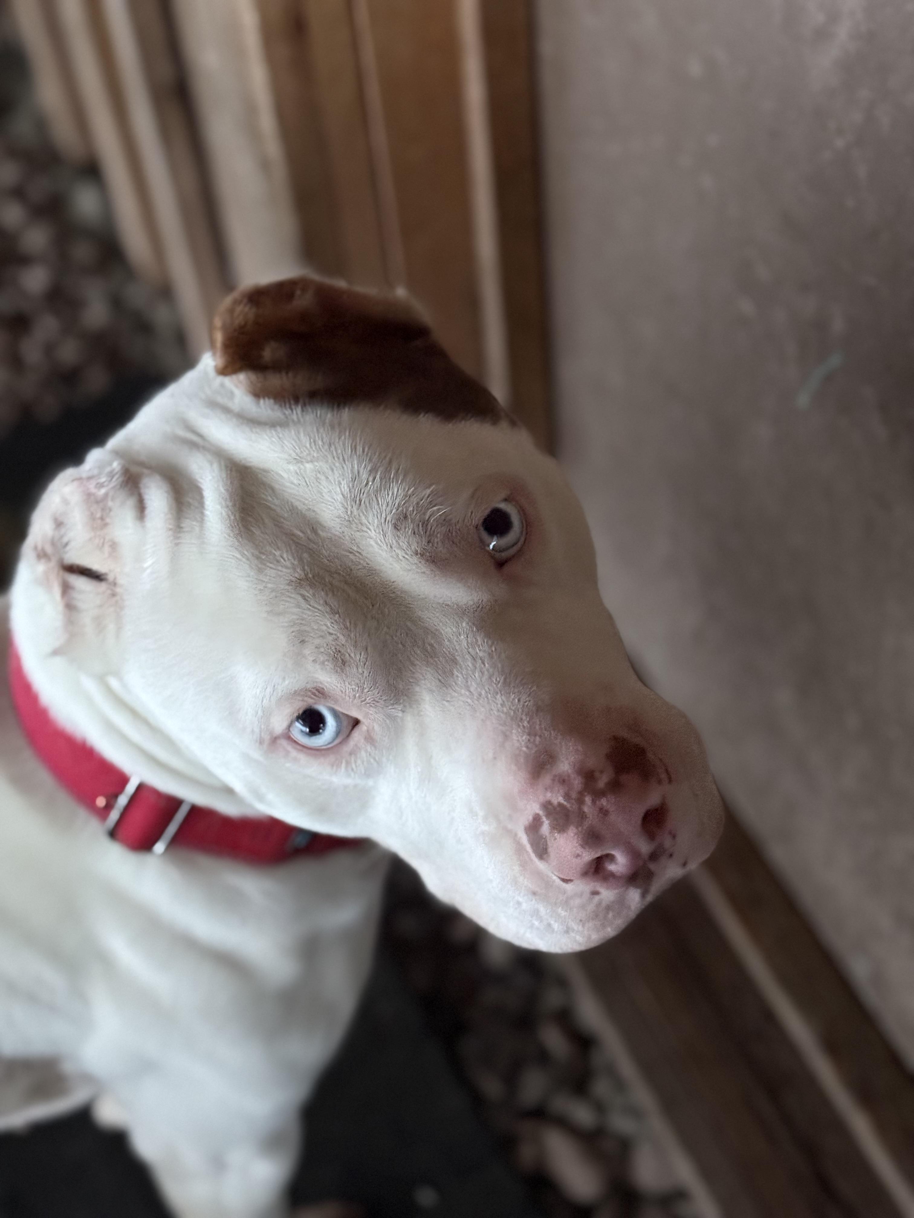 SIR CUDDLES, Adopted, Adult Male Staffordshire Bull Terrier.