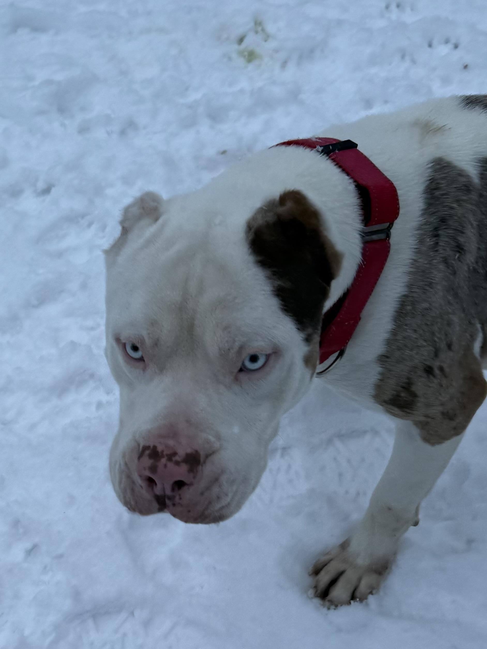 Enlarge SIR CUDDLES, a Adopted mixed breed in Morris, NY image 4/5