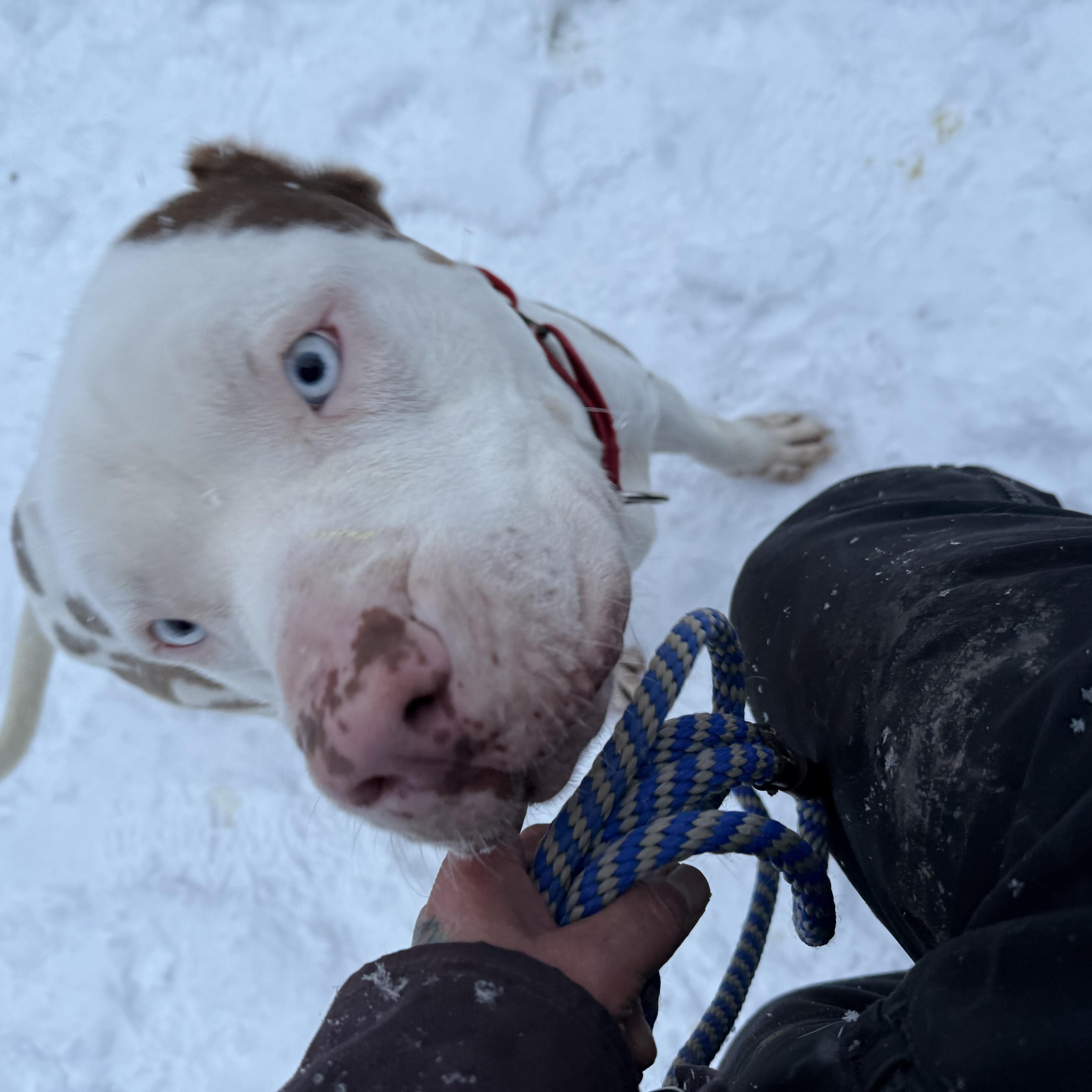 Enlarge SIR CUDDLES, a Adopted mixed breed in Morris, NY image 2/5