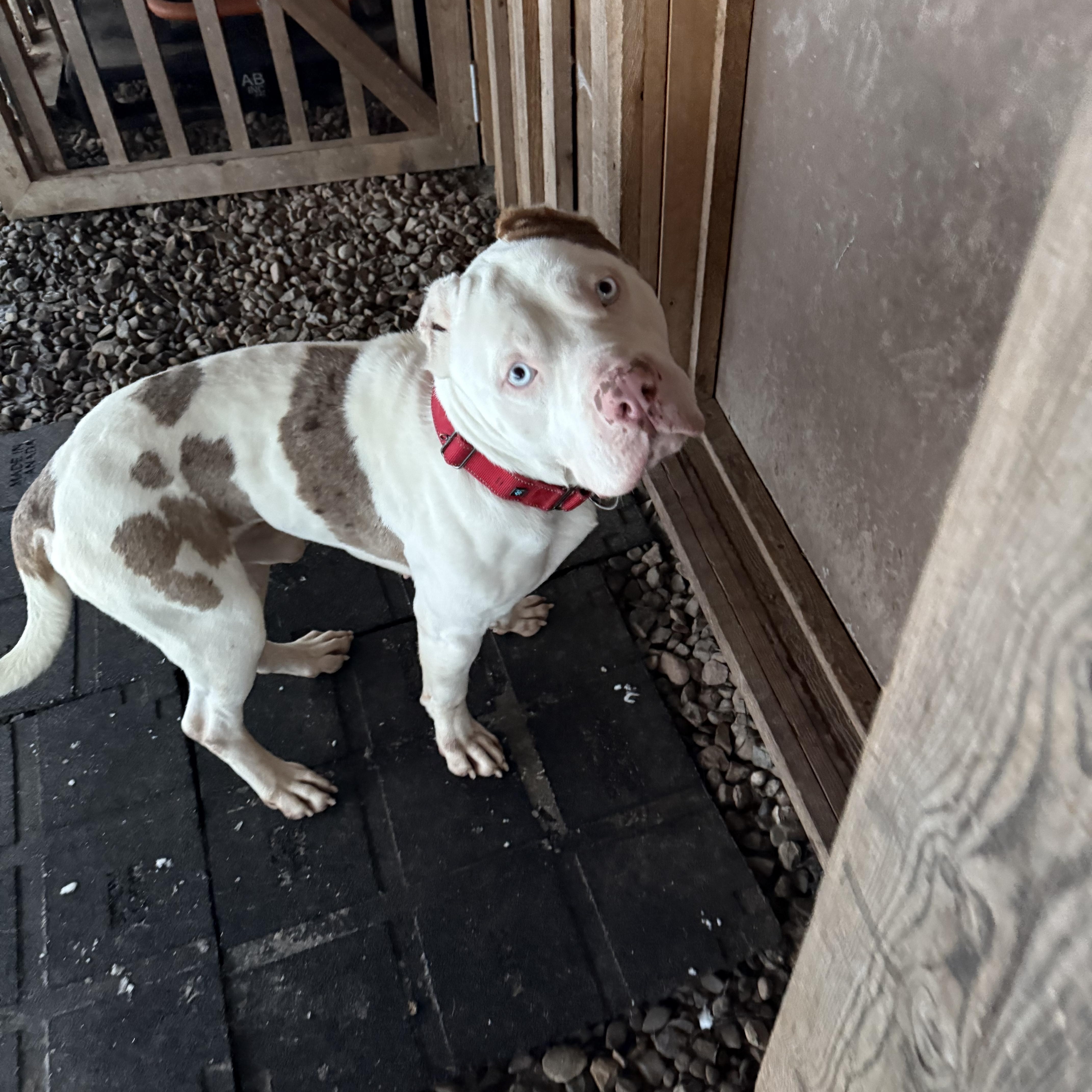 Enlarge SIR CUDDLES, a Adopted mixed breed in Morris, NY image 5/5