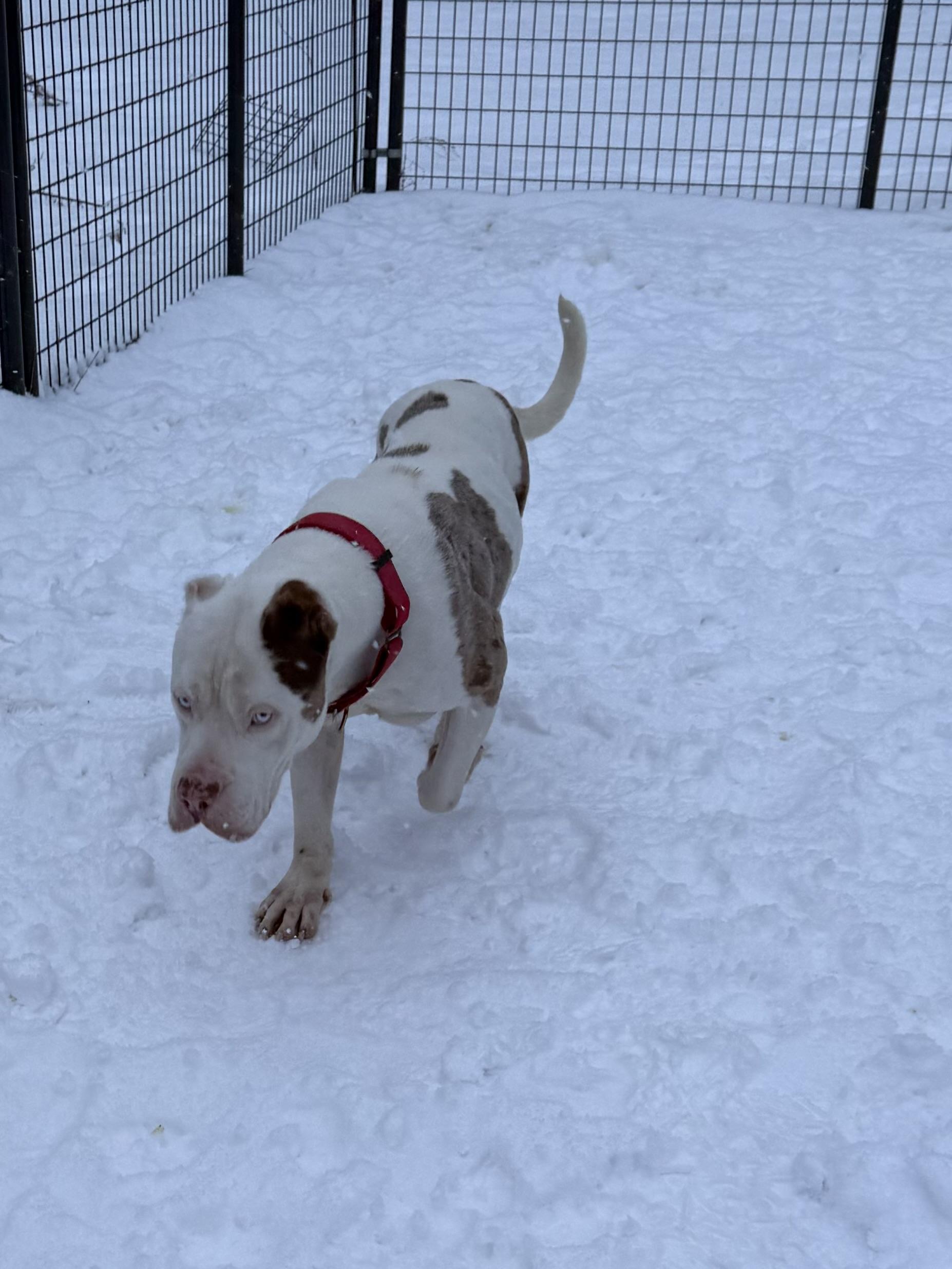 Enlarge SIR CUDDLES, a Adopted mixed breed in Morris, NY image 3/5