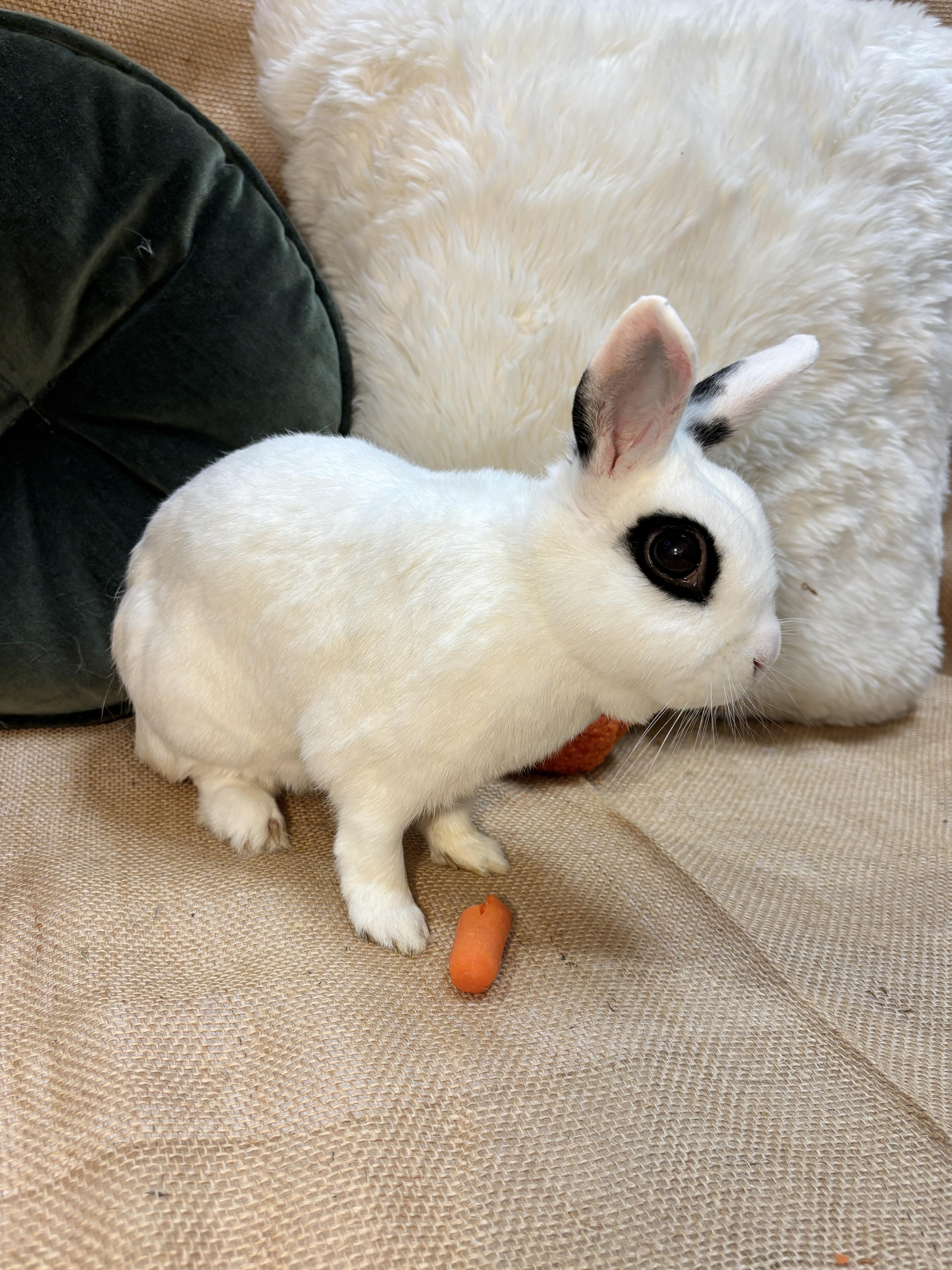Enlarge Adelita, a Adoptable Dwarf Eared in Livermore, CA image 1/5