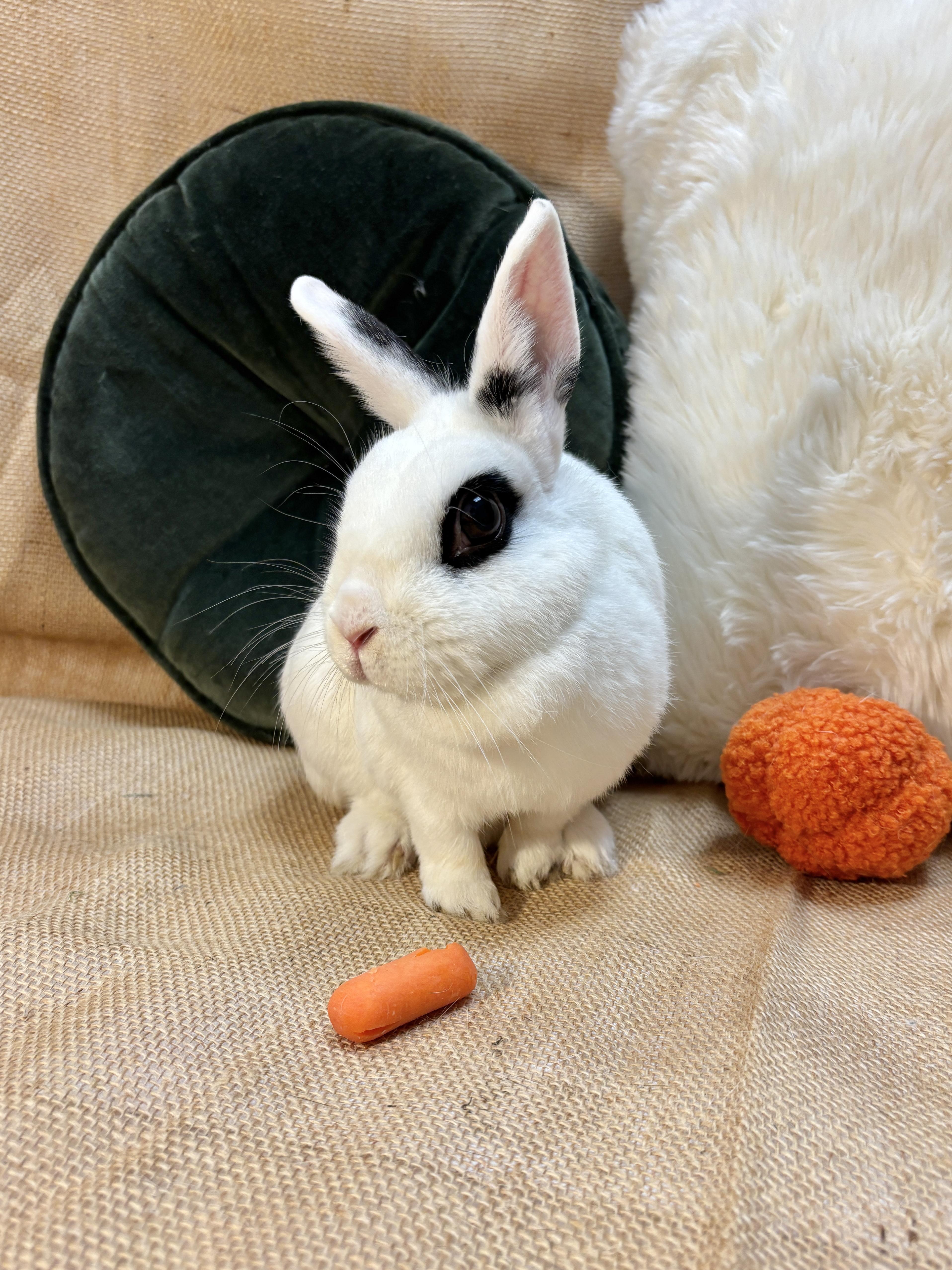 Enlarge Adelita, a Adoptable Dwarf Eared in Livermore, CA image 2/5