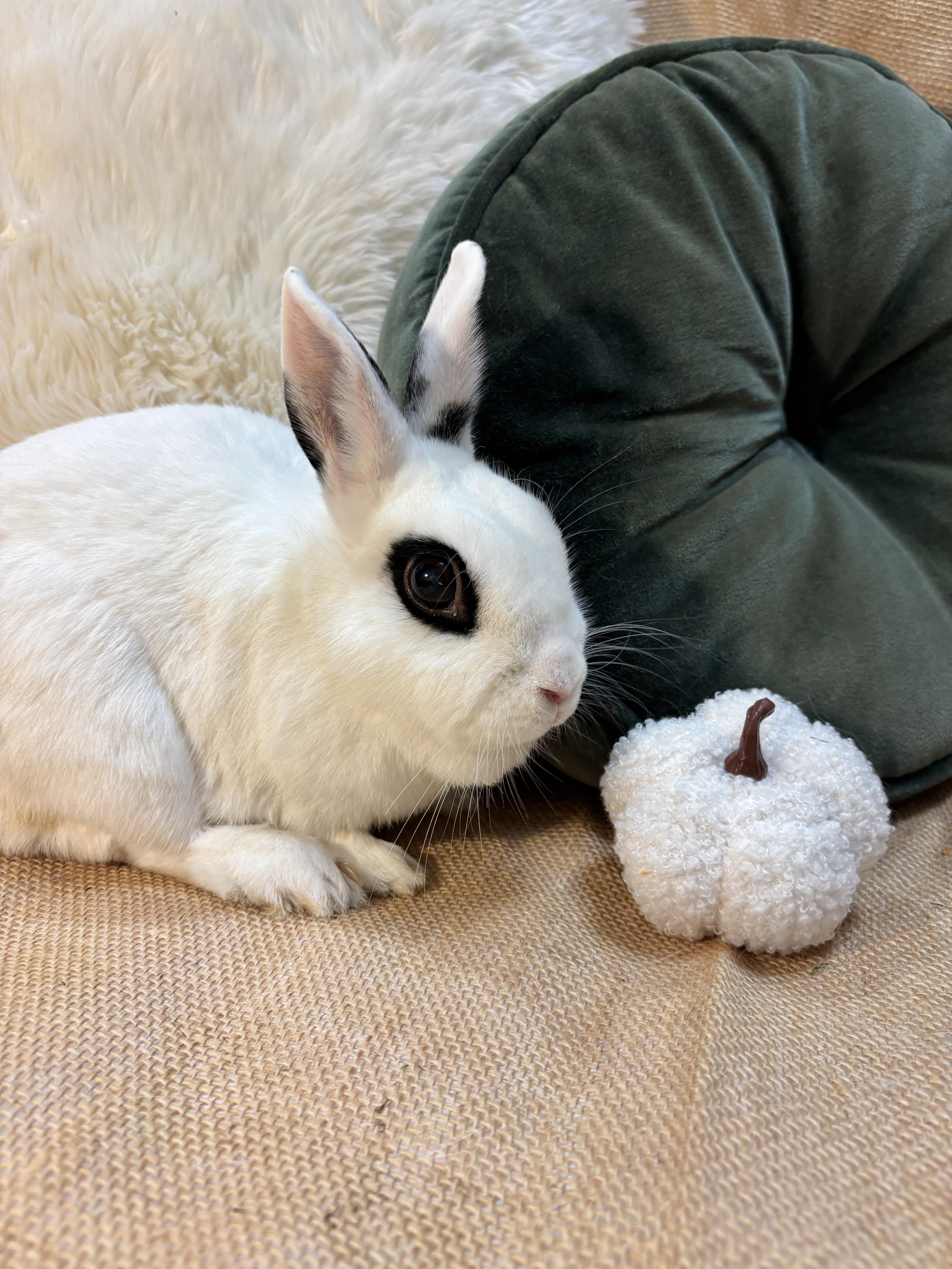 Enlarge Adelita, a Adoptable Dwarf Eared in Livermore, CA image 3/5