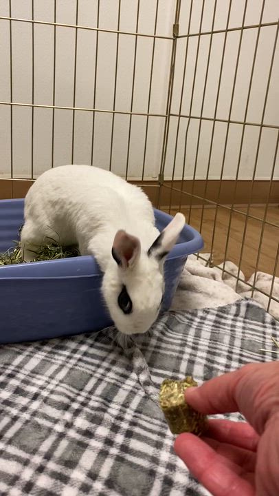 Enlarge Adelita, a Adoptable Dwarf Eared in Livermore, CA video 5/5
