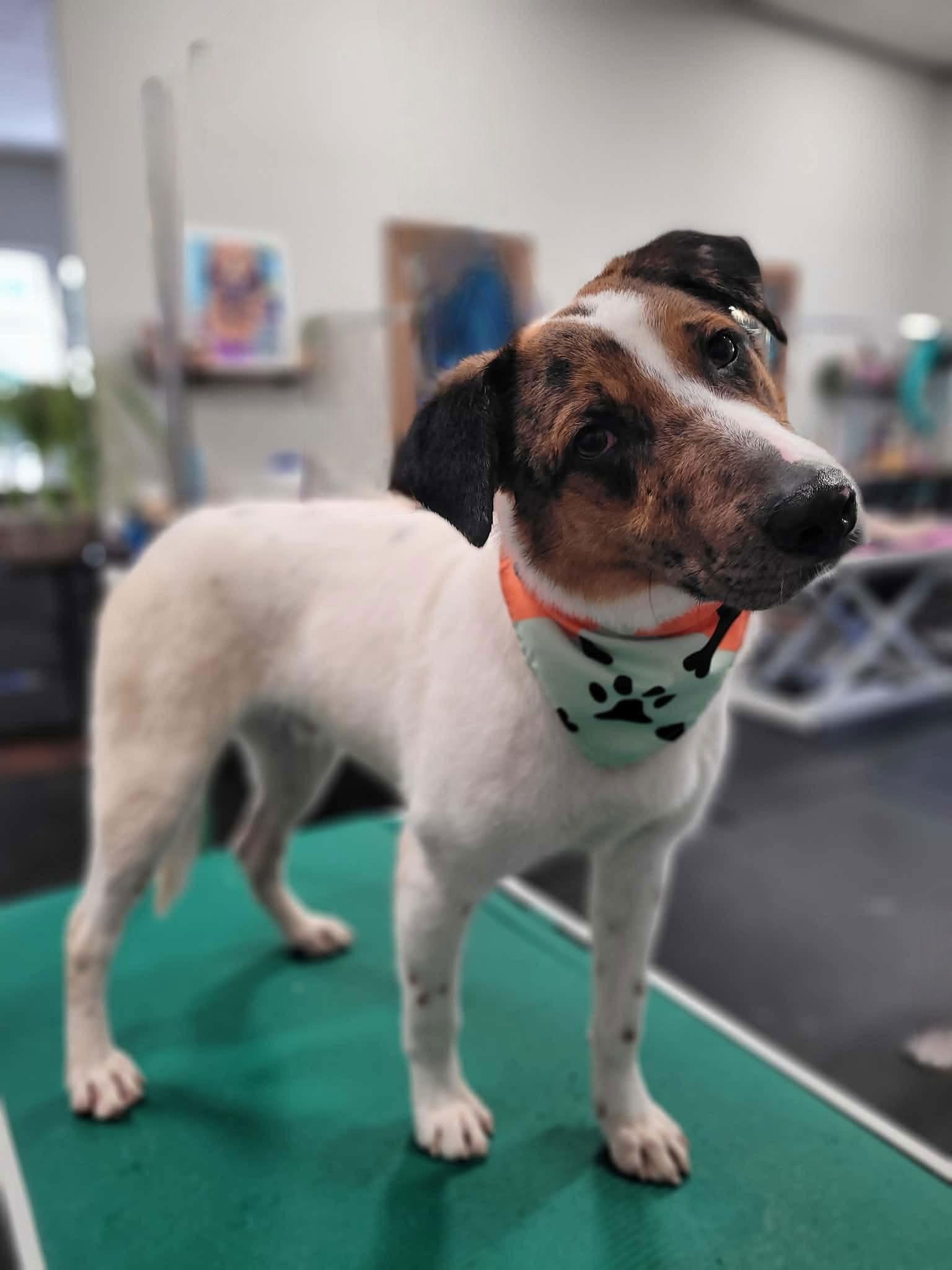 Enlarge **PIERCE**, a Adoptable mixed breed in North Prairie, WI image 1/3