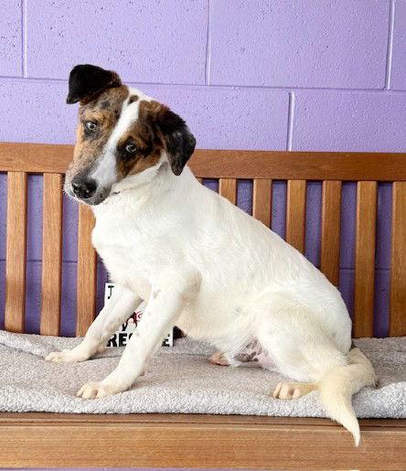 **PIERCE**, Adoptable, Young Male Collie & Catahoula Leopard Dog.