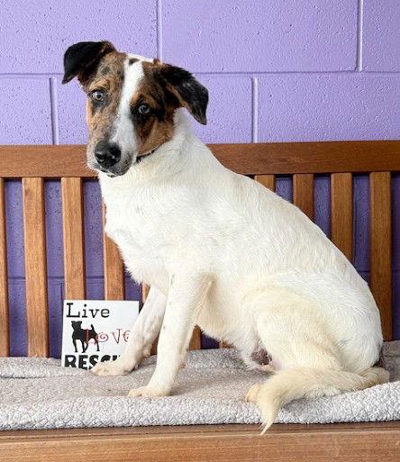 **PIERCE**, a Adoptable mixed breed in North Prairie, WI image 2/3