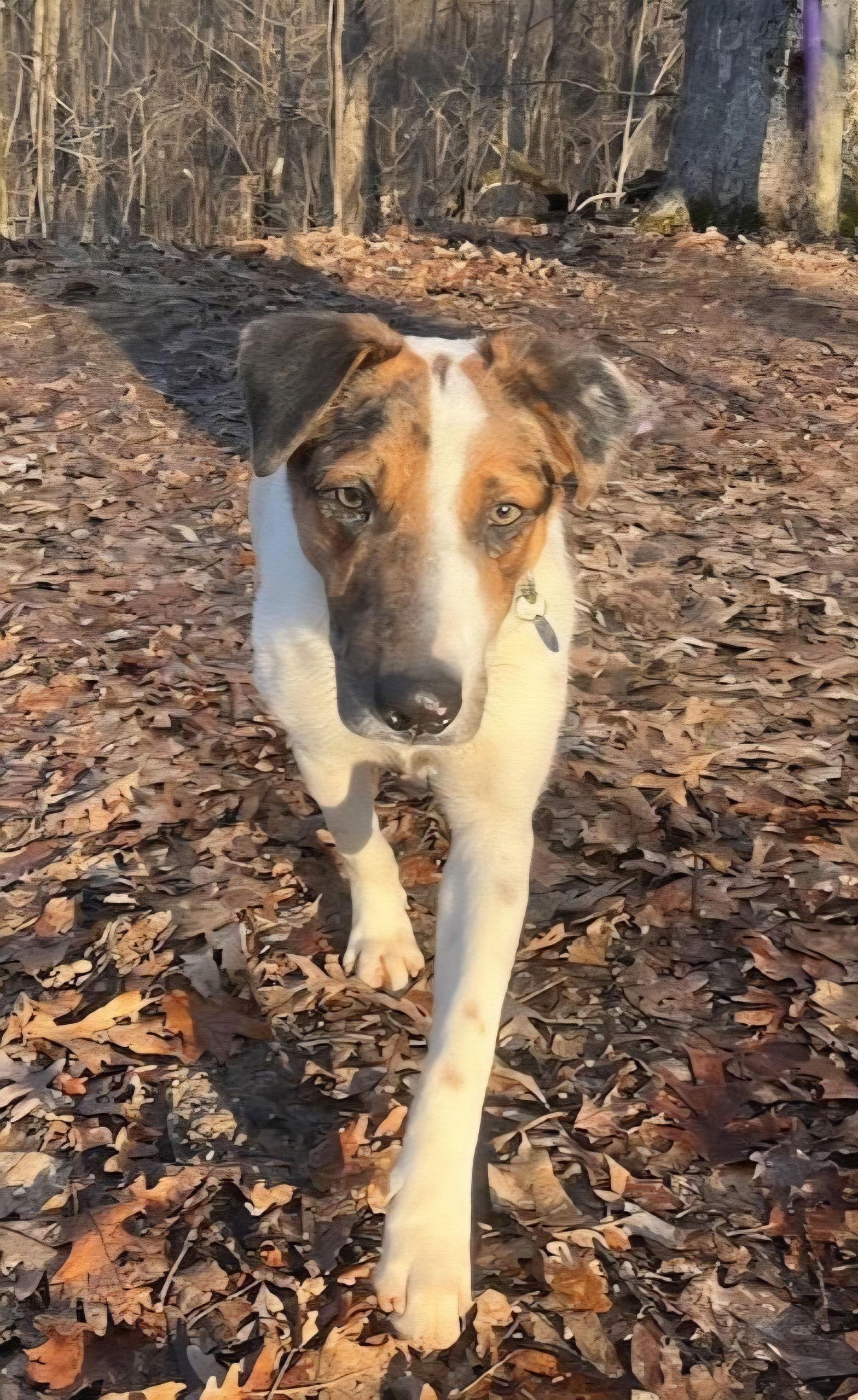 Enlarge **PIERCE**, a Adoptable mixed breed in North Prairie, WI image 3/3