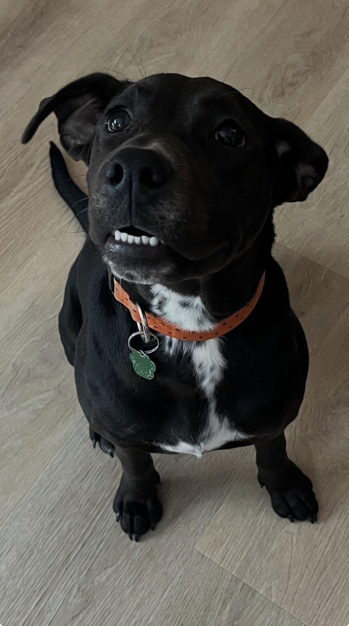 Adeline, Adoptable, Young Female Labrador Retriever.