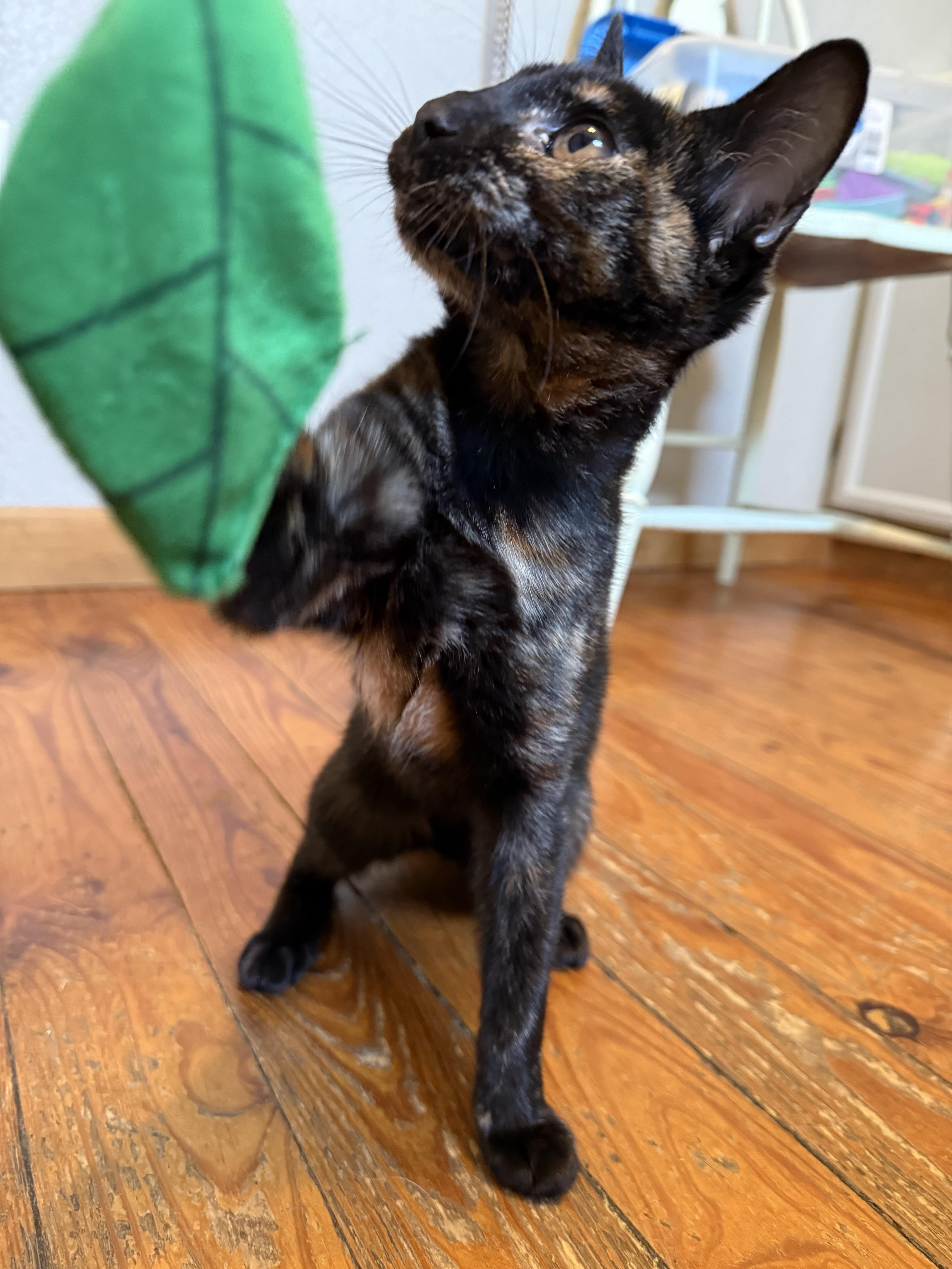 Brooklyn, ADOPTABLE, Young Female Domestic Short Hair.