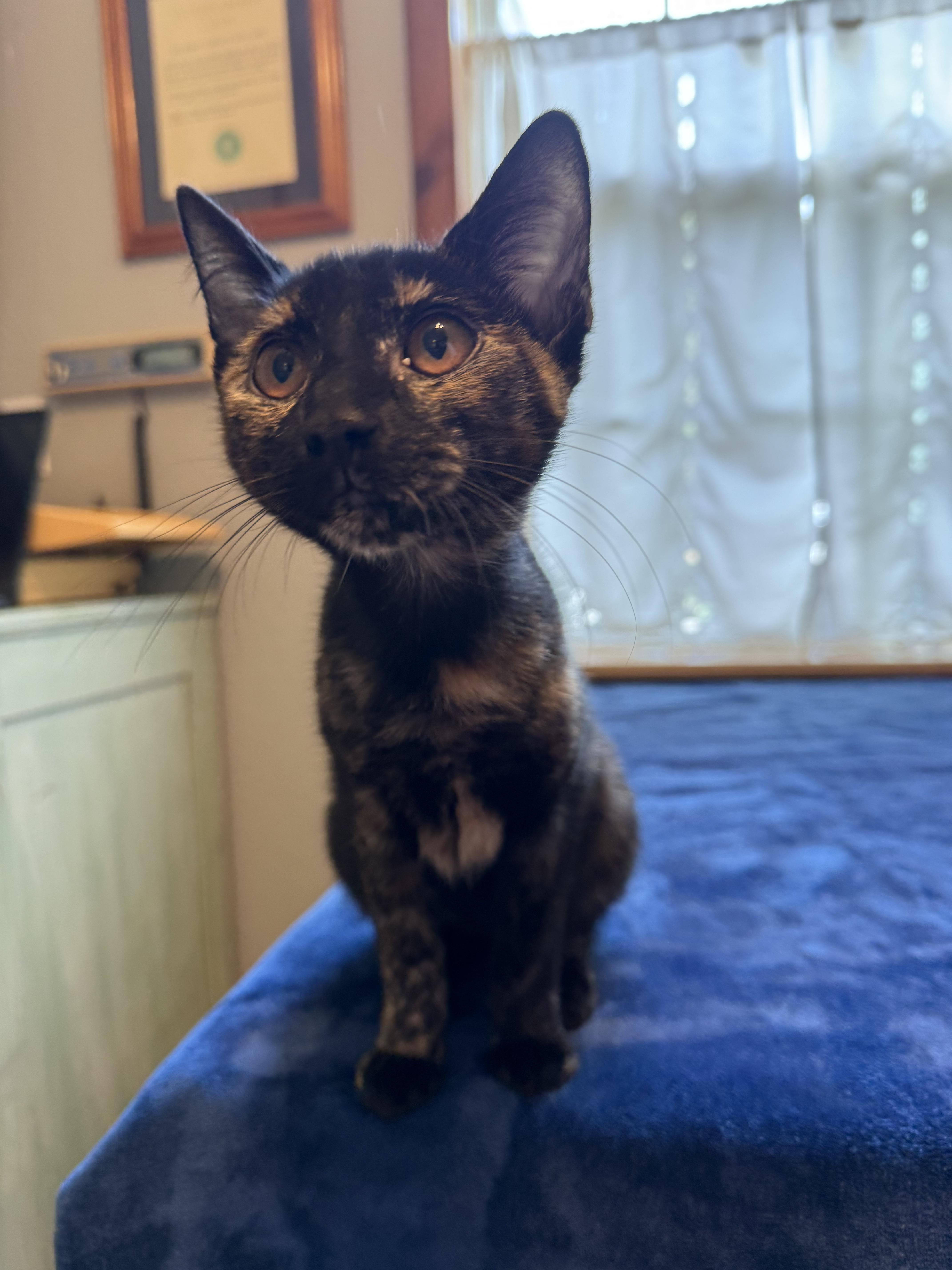 Enlarge Brooklyn, a ADOPTABLE Domestic Short Hair in Park Hill, OK image 2/4
