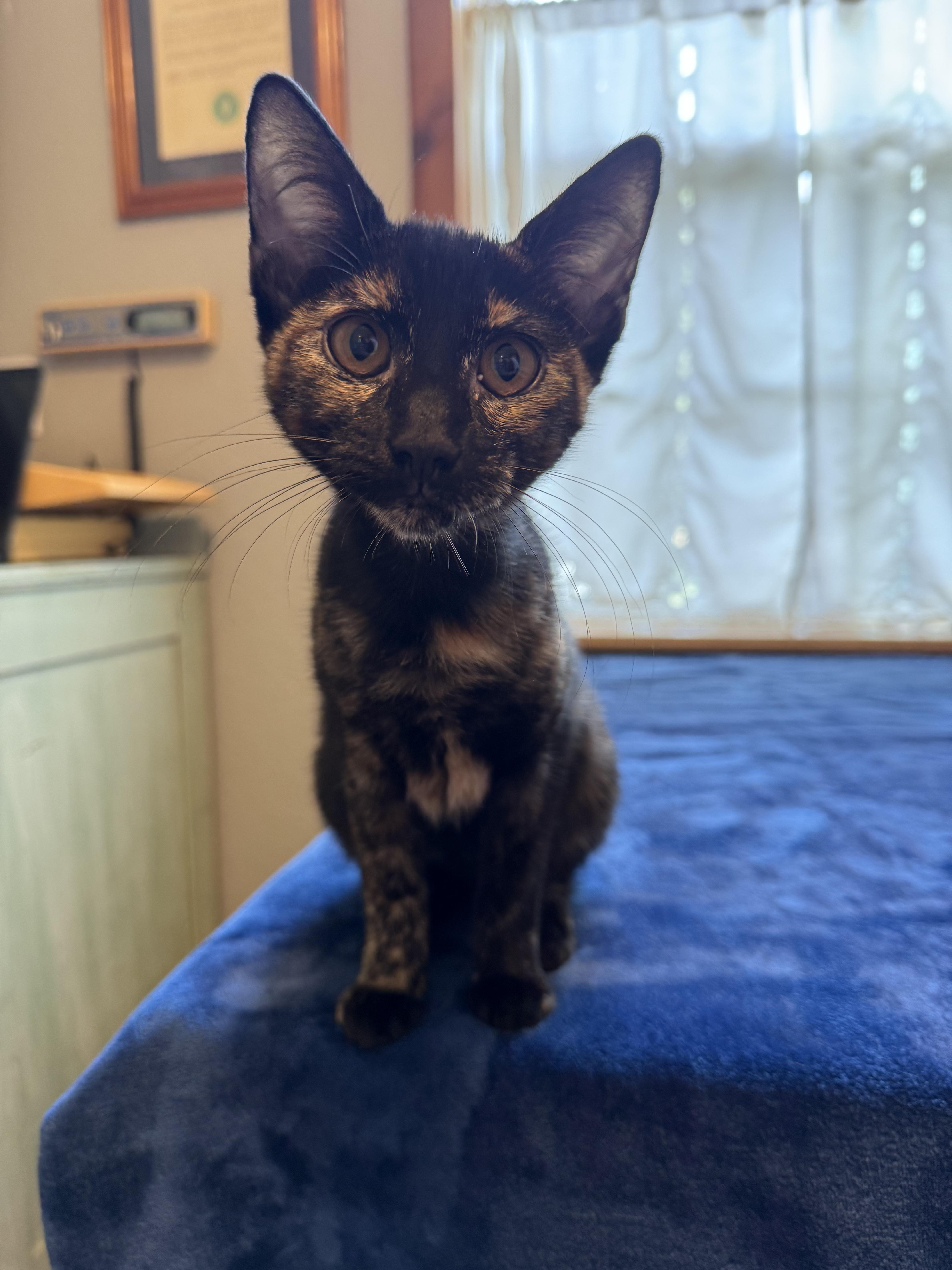 Enlarge Brooklyn, a ADOPTABLE Domestic Short Hair in Park Hill, OK image 3/4