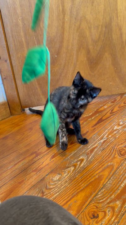 Enlarge Brooklyn, a ADOPTABLE Domestic Short Hair in Park Hill, OK video 4/4