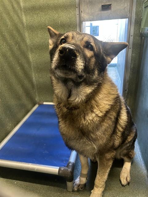 Enlarge GRYFFINDOR, a Adoptable German Shepherd Dog in Downey, CA image 1/1