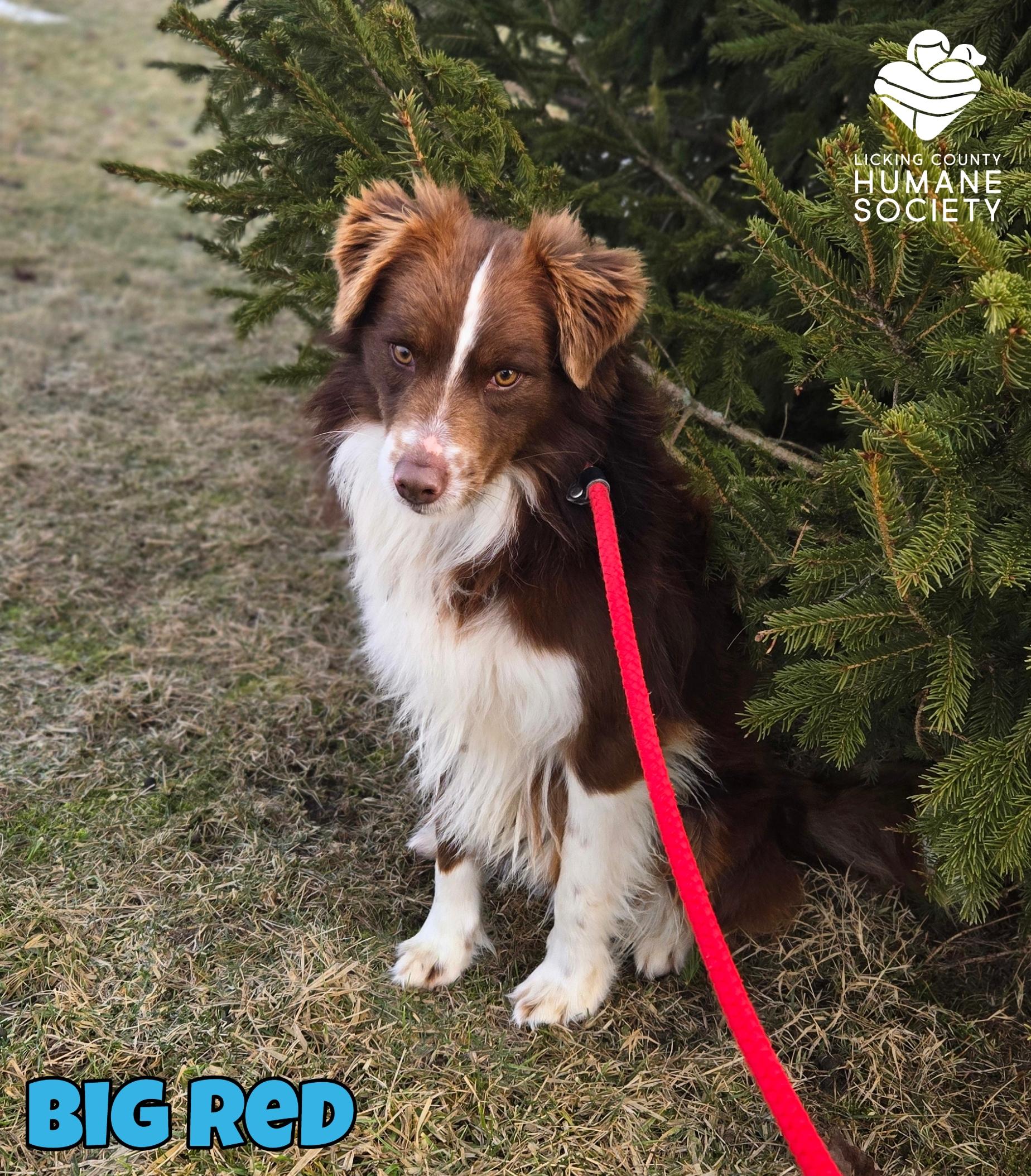 Big Red, adopted, Adult Male Australian Shepherd.