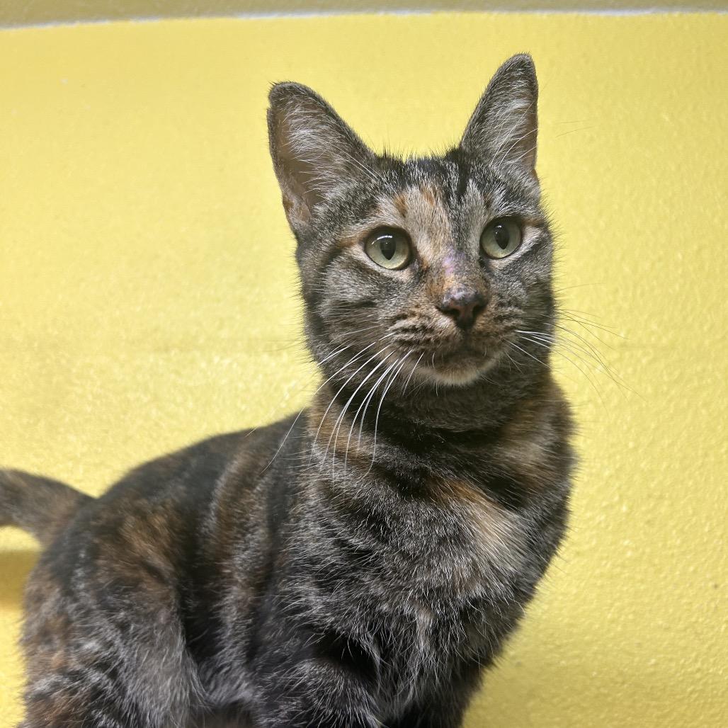 Enlarge Esther, a Adoptable Domestic Short Hair in Fresno, CA image 1/1