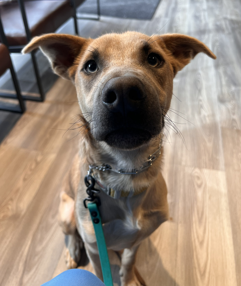 Enlarge Hippo, a Adopted mixed breed in Charlotte, NC image 1/6