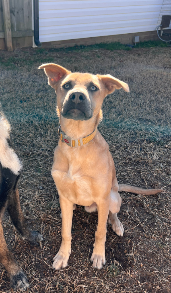 Enlarge Hippo, a Adopted mixed breed in Charlotte, NC image 3/6