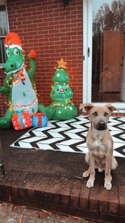 Enlarge Hippo, a Adopted mixed breed in Charlotte, NC image 4/6