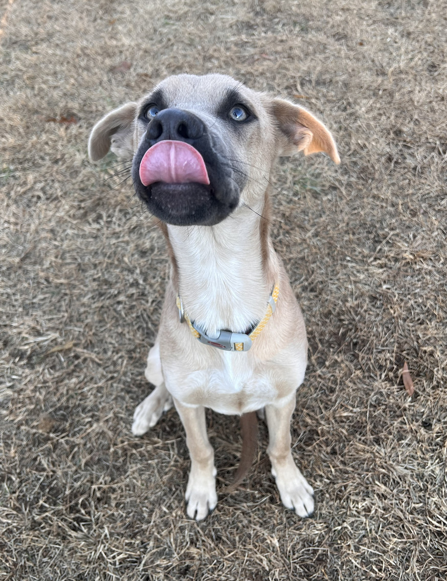 Enlarge Hippo, a Adopted mixed breed in Charlotte, NC image 5/6