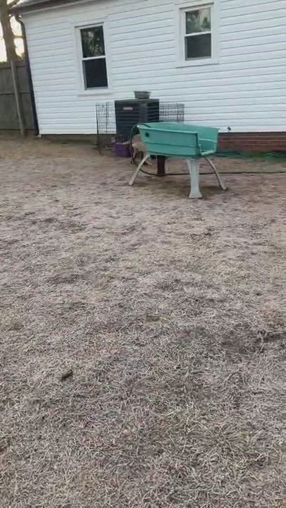 Enlarge Hippo, a Adopted mixed breed in Charlotte, NC video 6/6