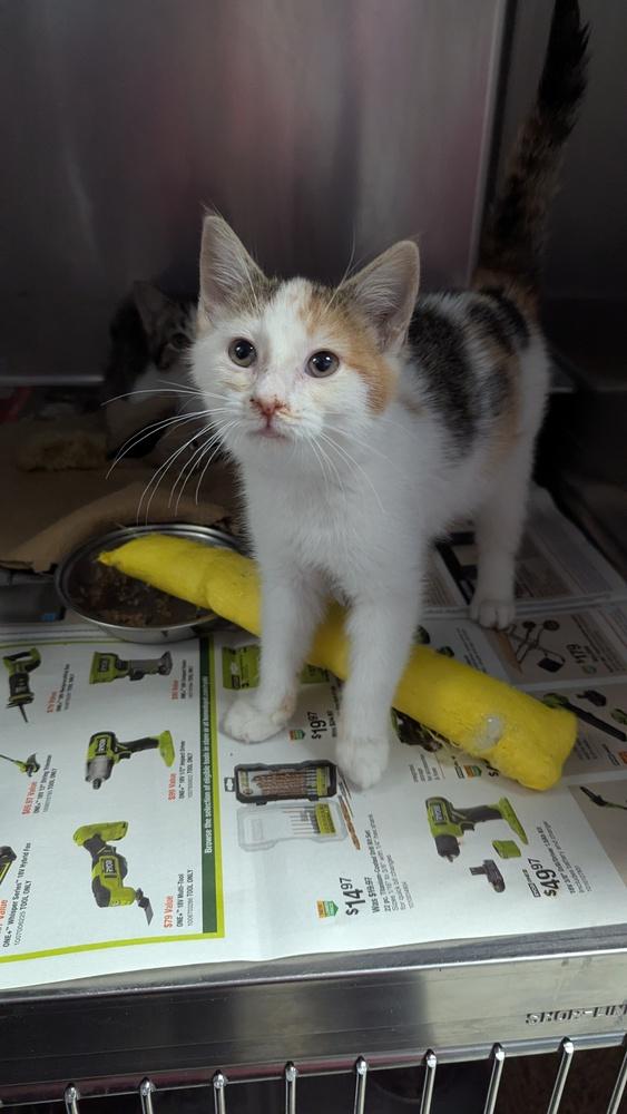 Enlarge Marathon, a Adopted Domestic Short Hair in Evansville, IN image 1/2