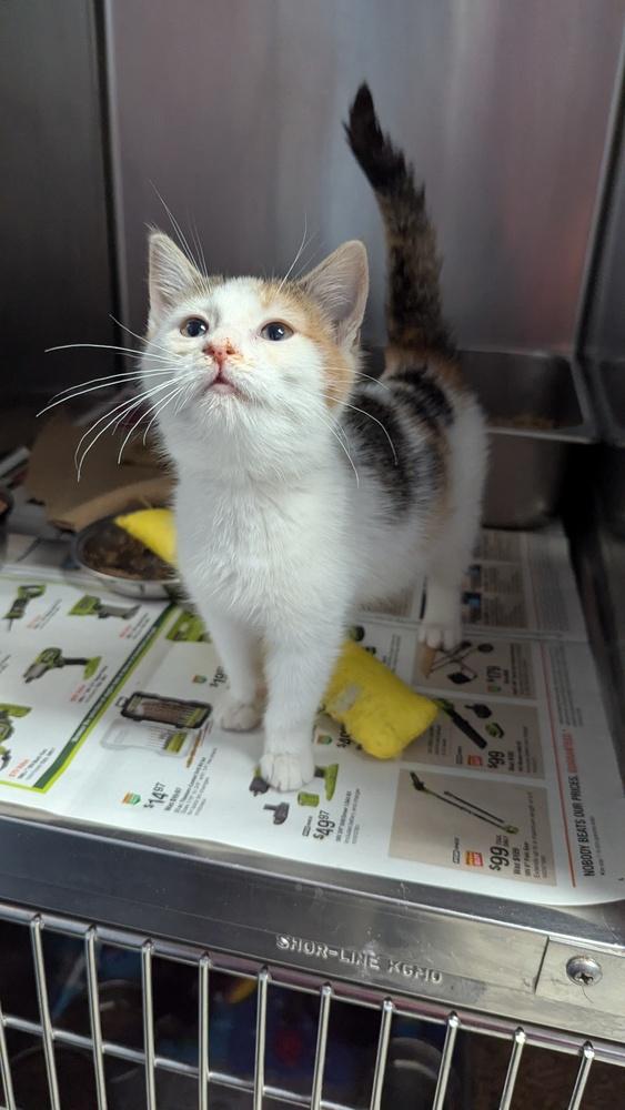 Enlarge Marathon, a Adopted Domestic Short Hair in Evansville, IN image 2/2