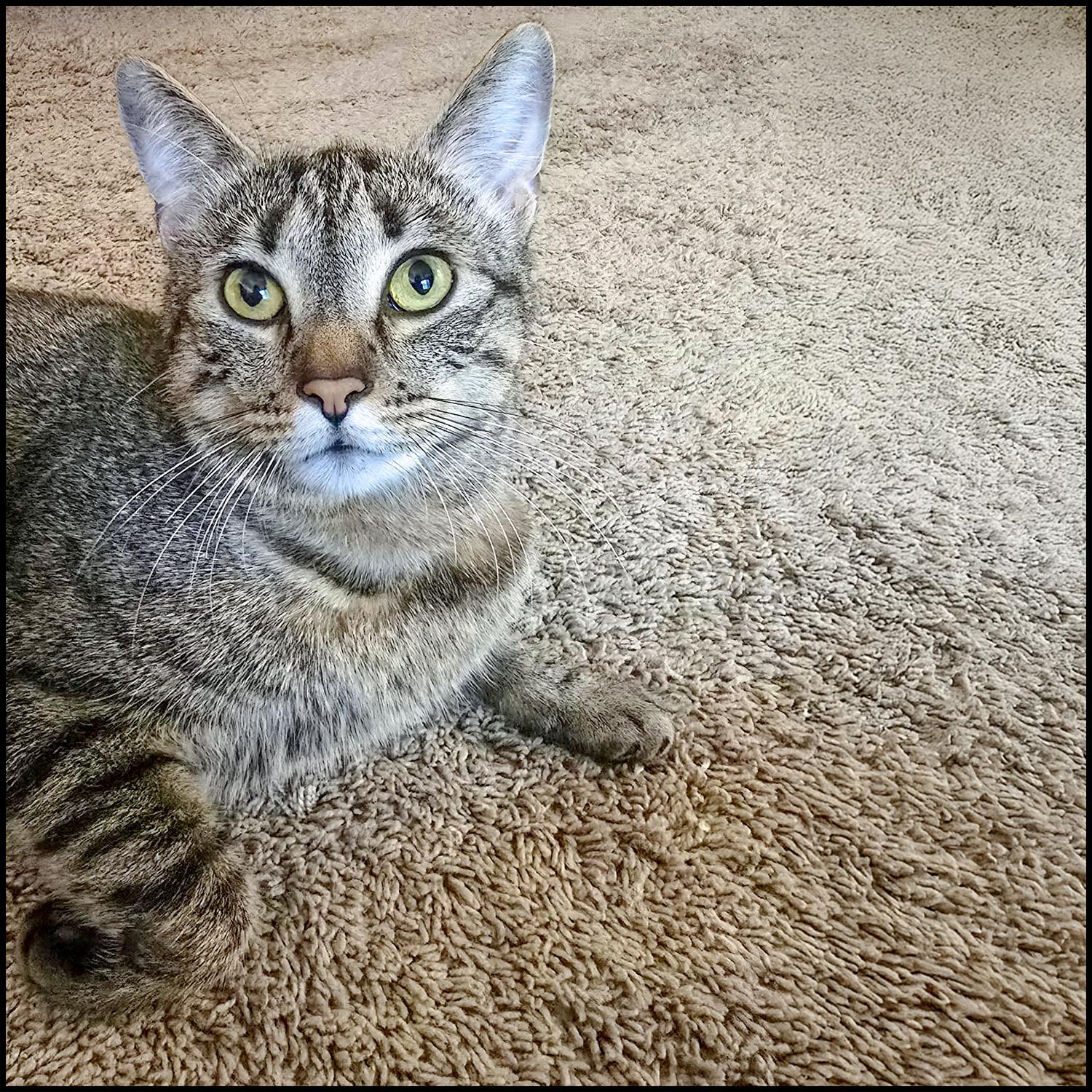 Naomi, Adult Female unknown